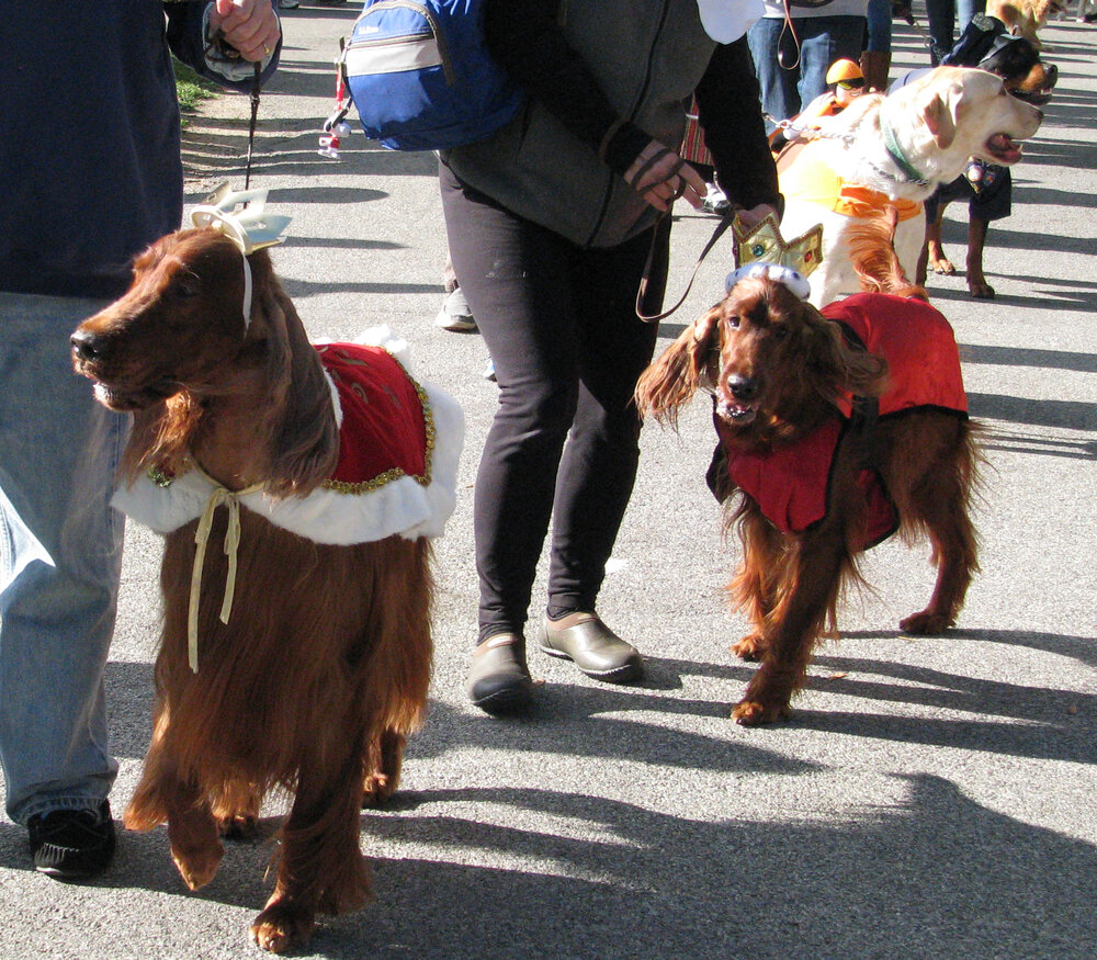 Dogs in red capes and crowns being walked on the street