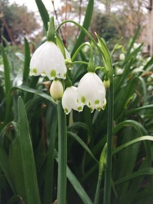 Small bell-shaped white flowers drooping down from stem