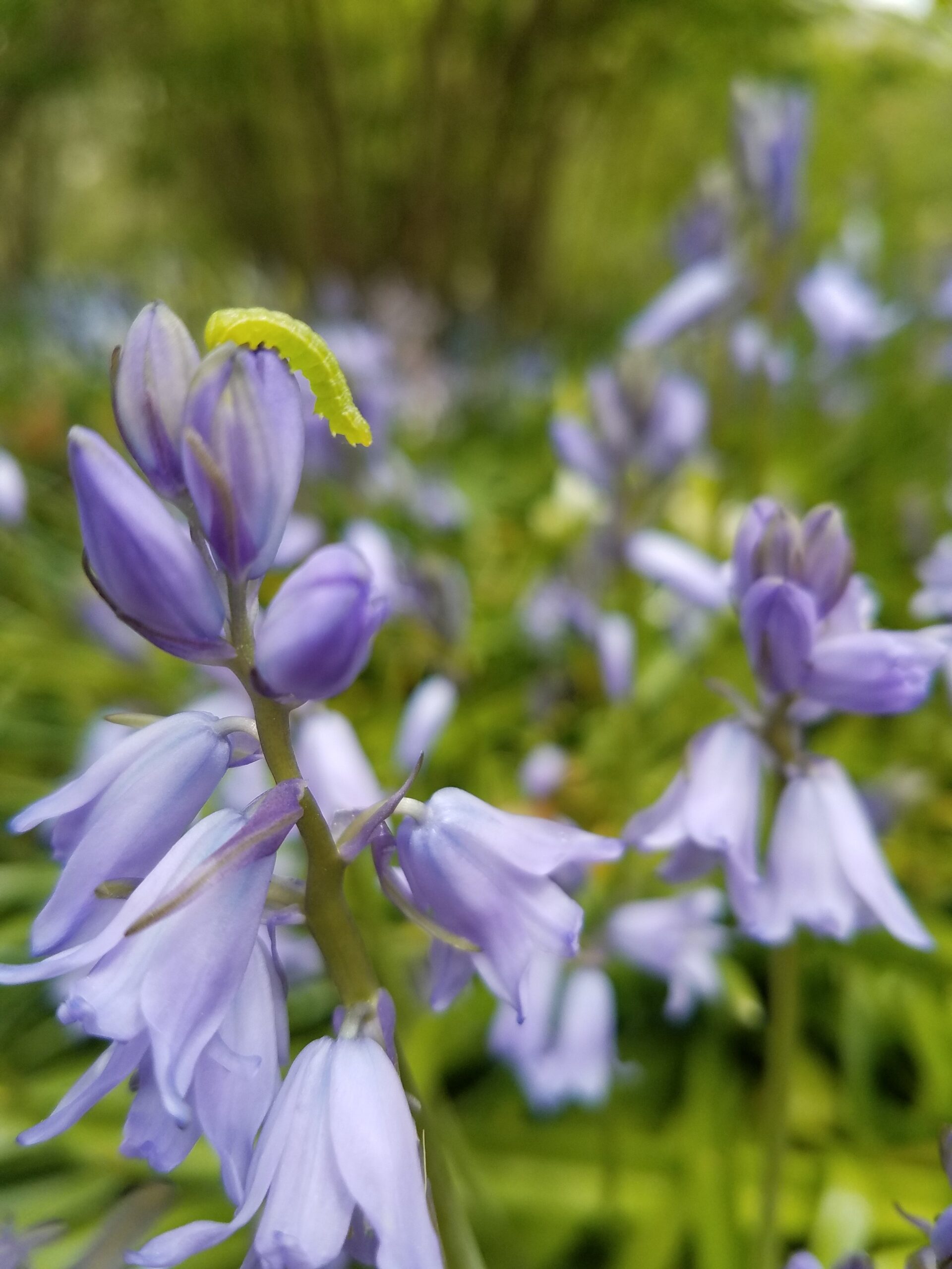Closeup of purple flowers with green caterpillar climbing on top