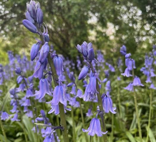 Honor a Loved One with a Lasting Bloom