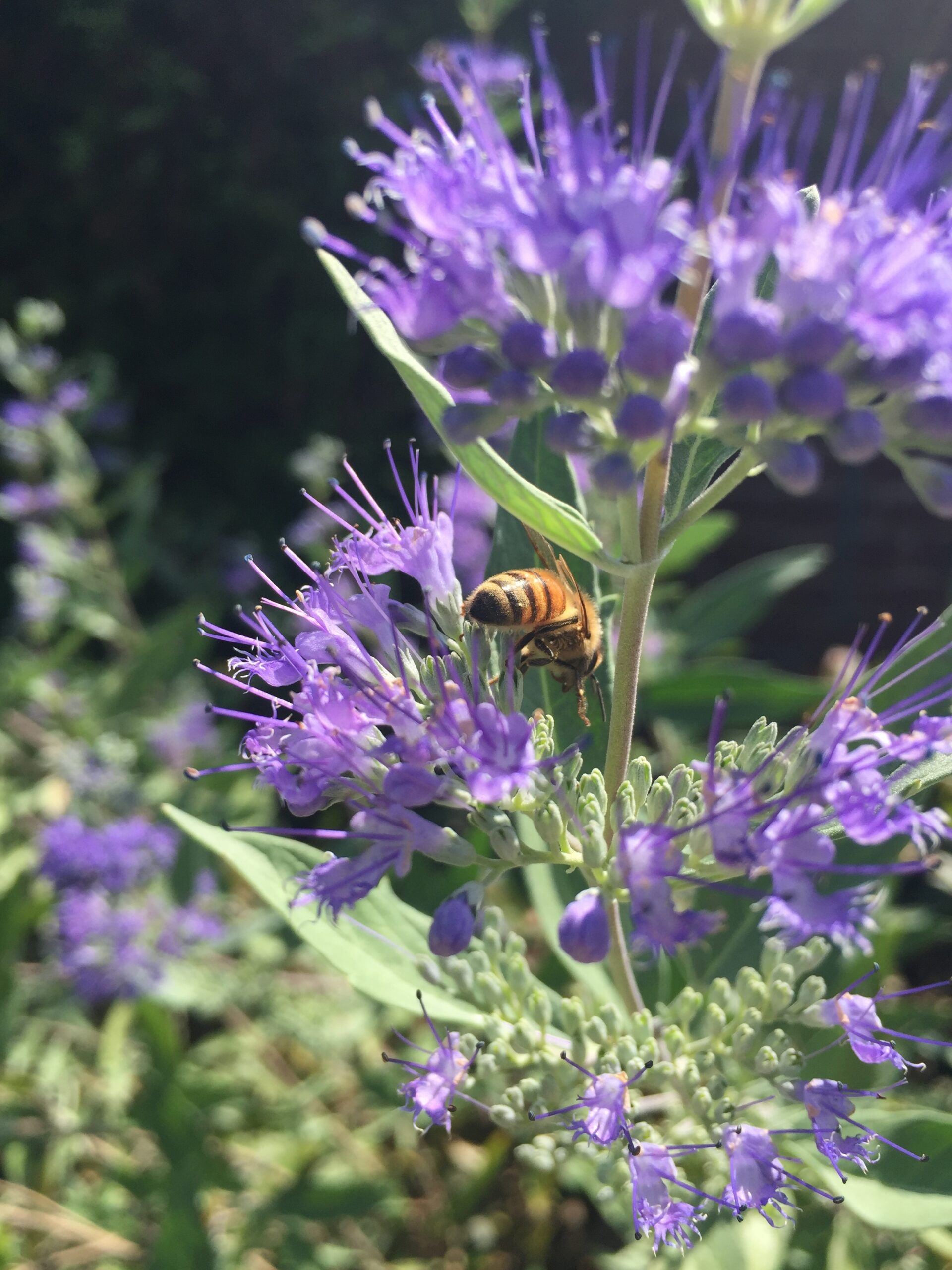 Small purple flowers with a bee flying on top