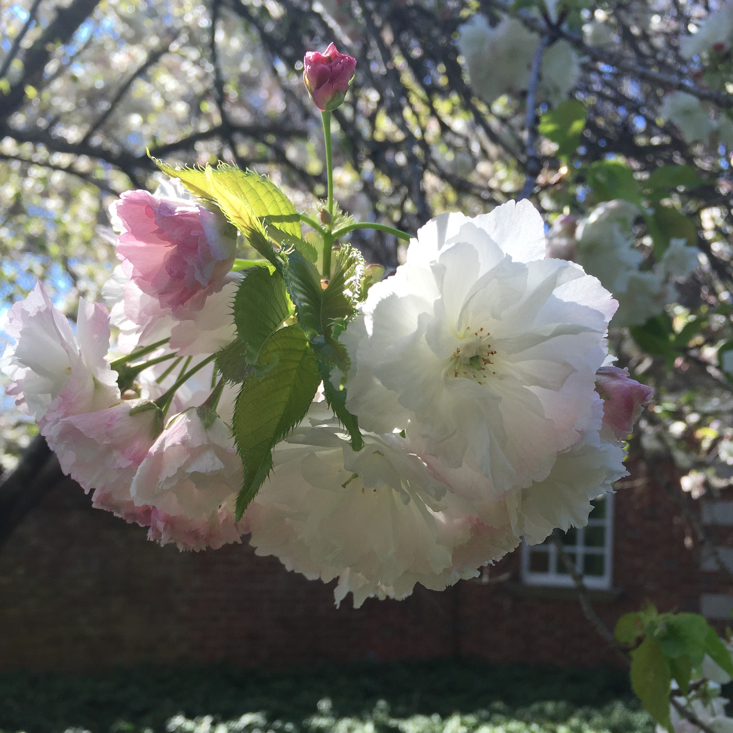 Closeup of white and pink blossoms hanging down from tree