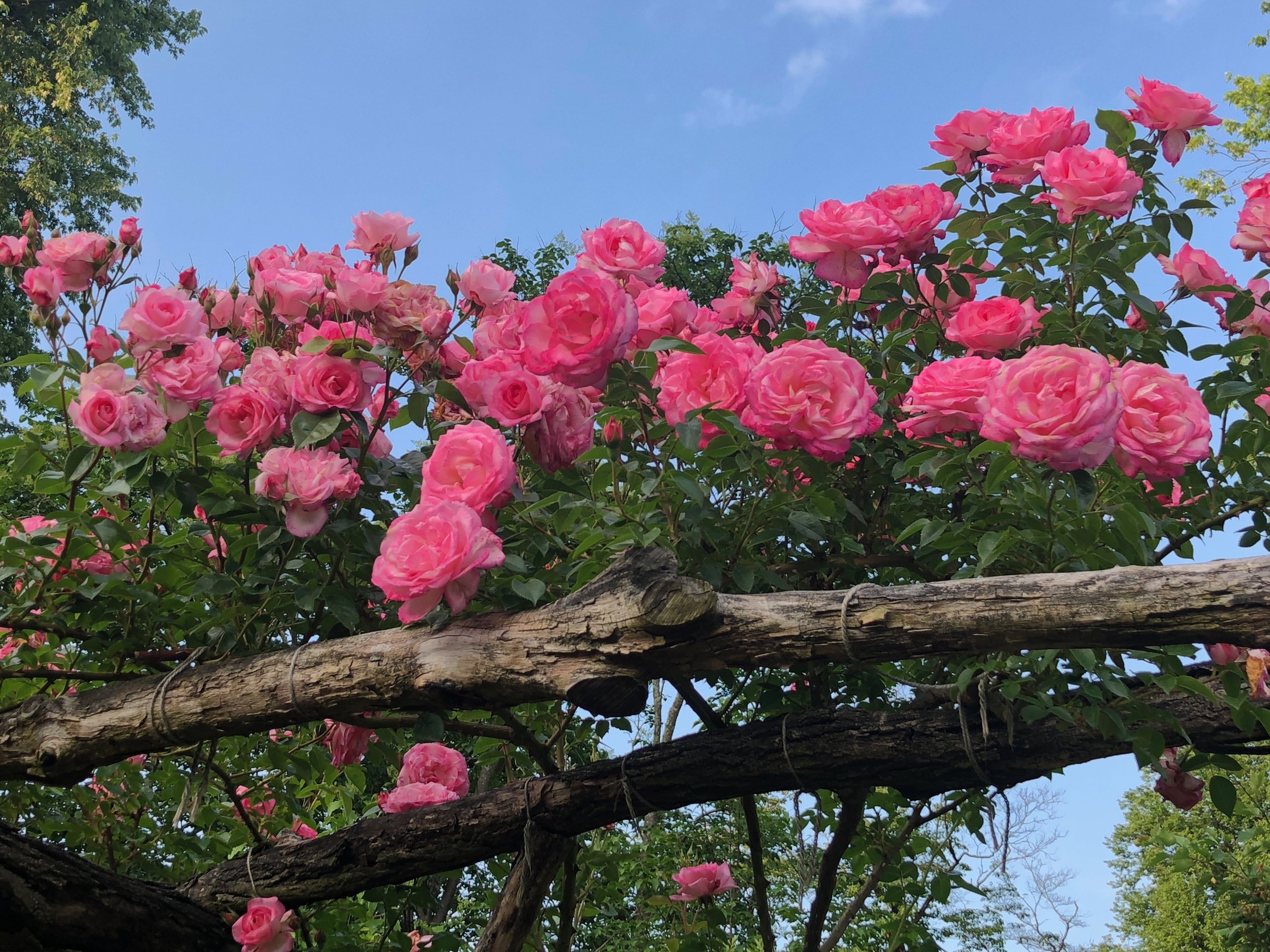 Pink roses growing over a wooden branch