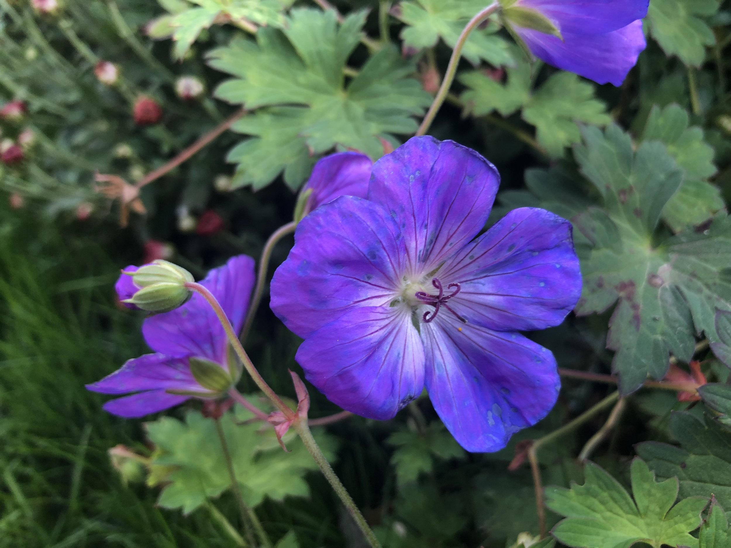 Closeup of purple flower nestled within green leaves
