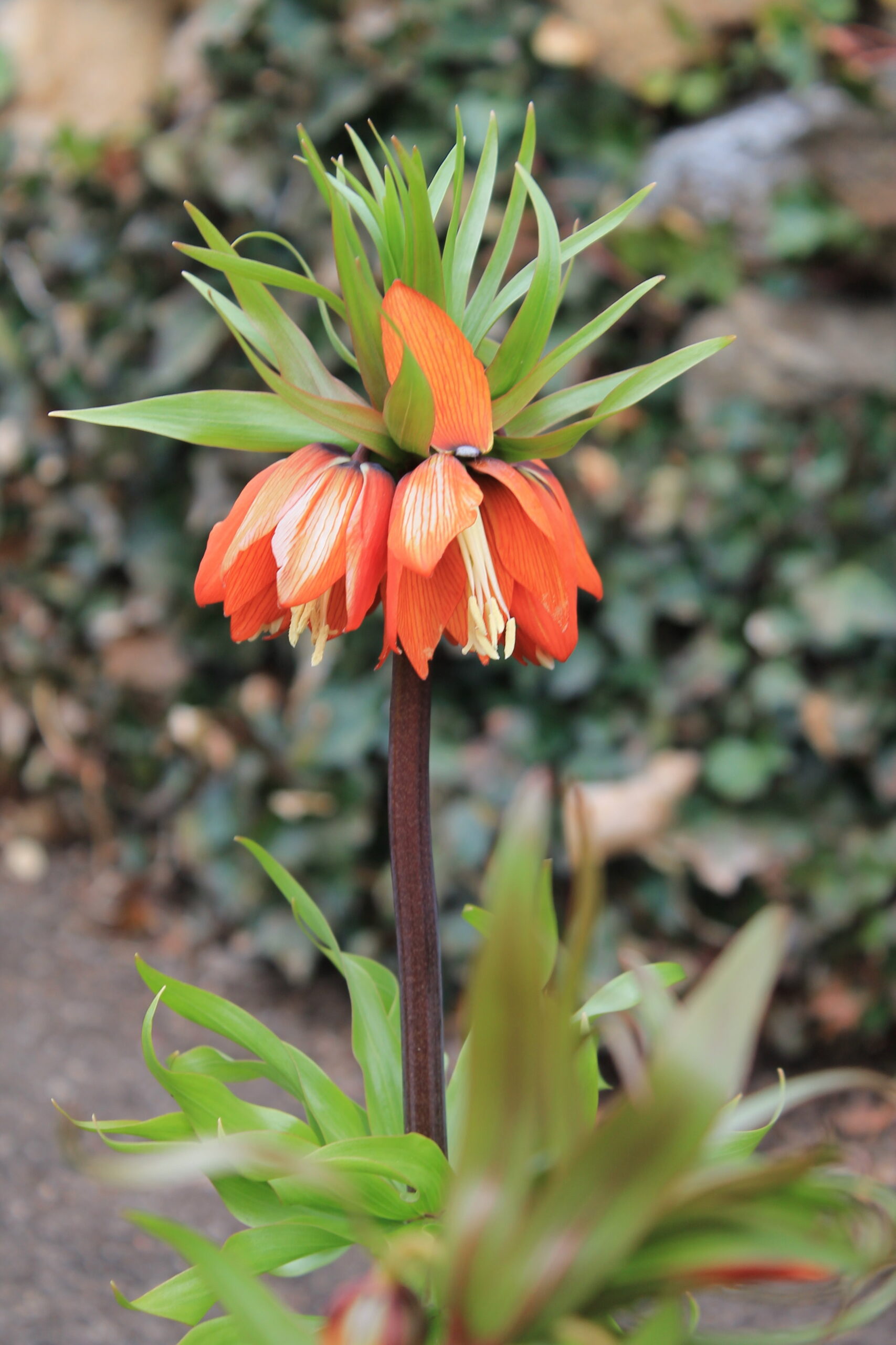 Orange flower with green spiky leaves and orange blossoms hanging below