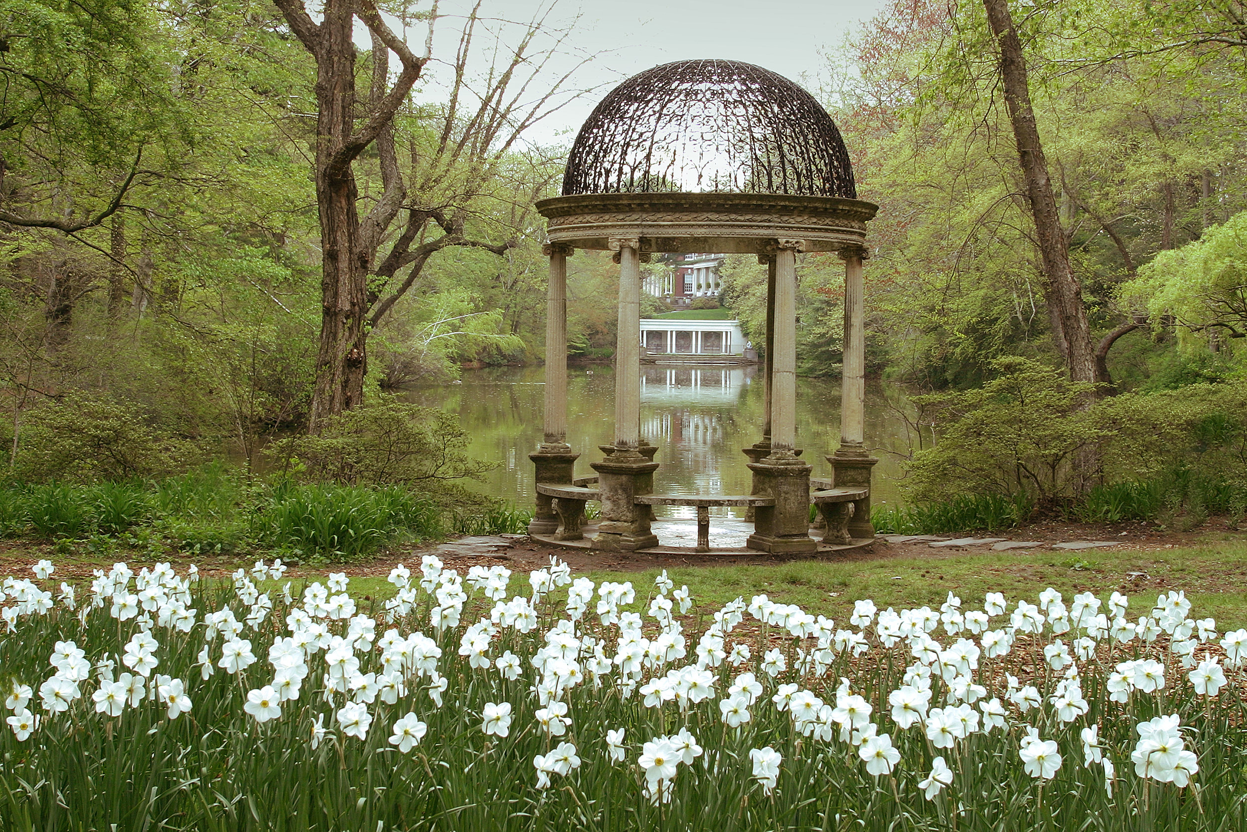White flowers blooming next to a gazebo and pond