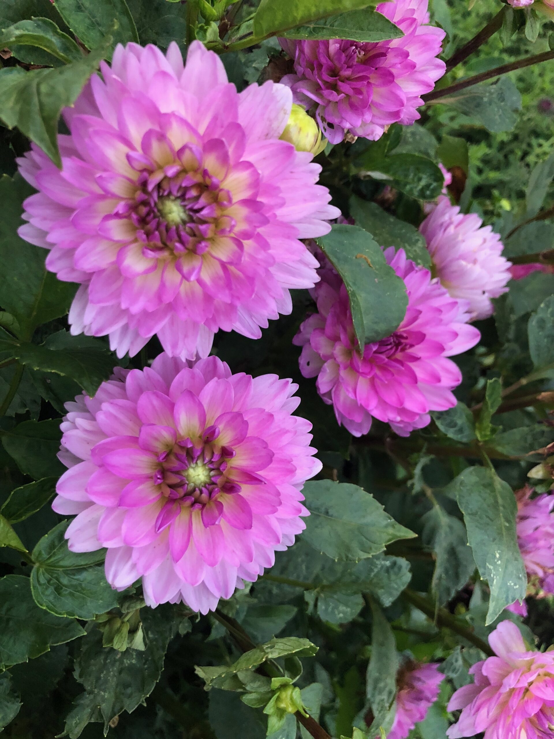 Pink flowers with small petals opening around a darker center
