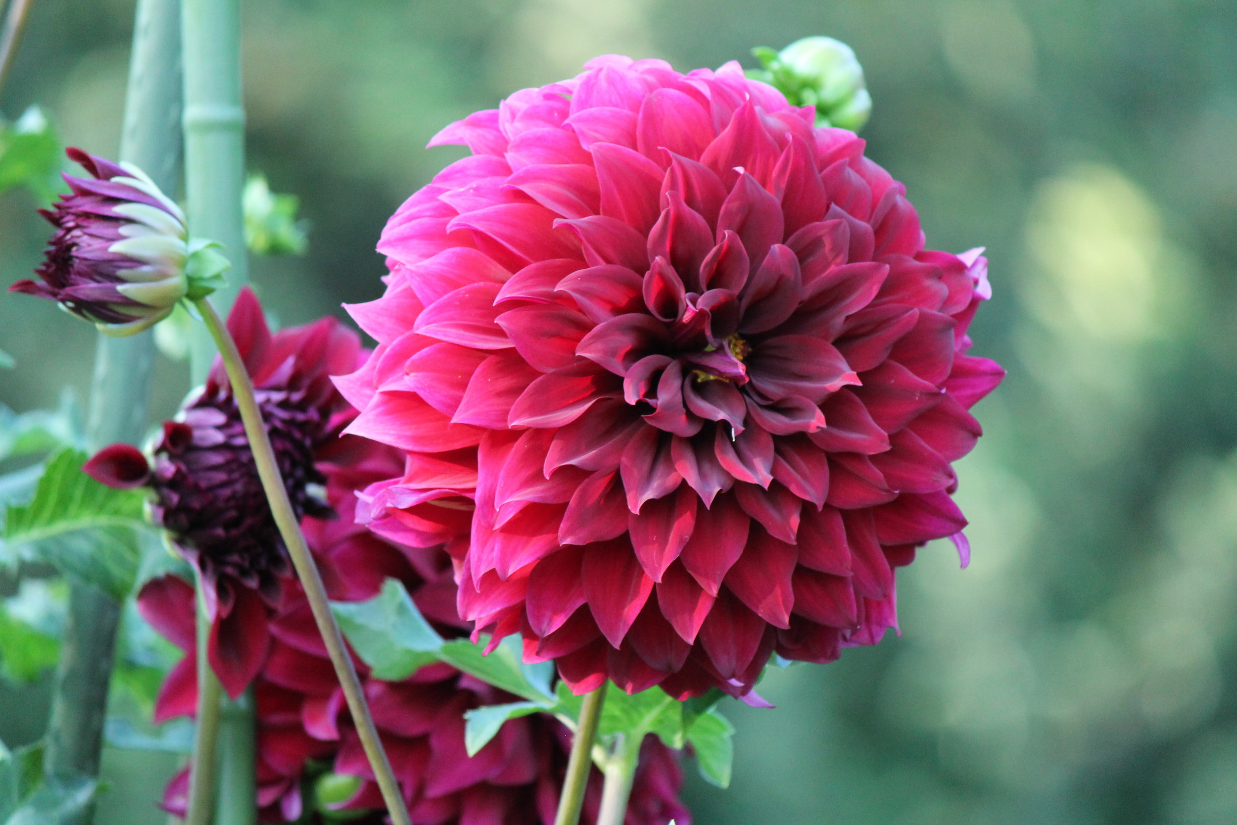 Pink flower with small petals tightly forming a domed flower