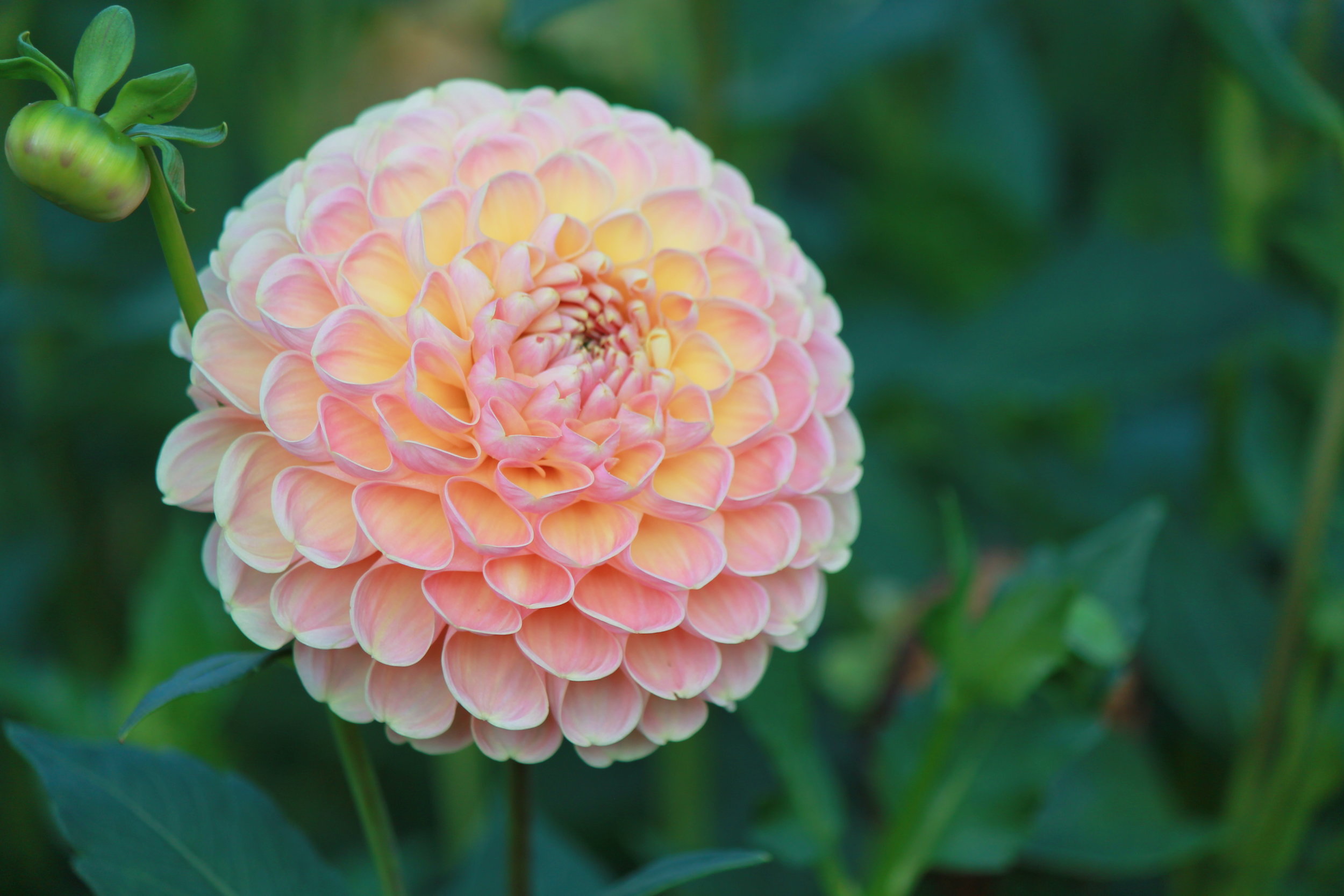 Light pink flower made up of small petals
