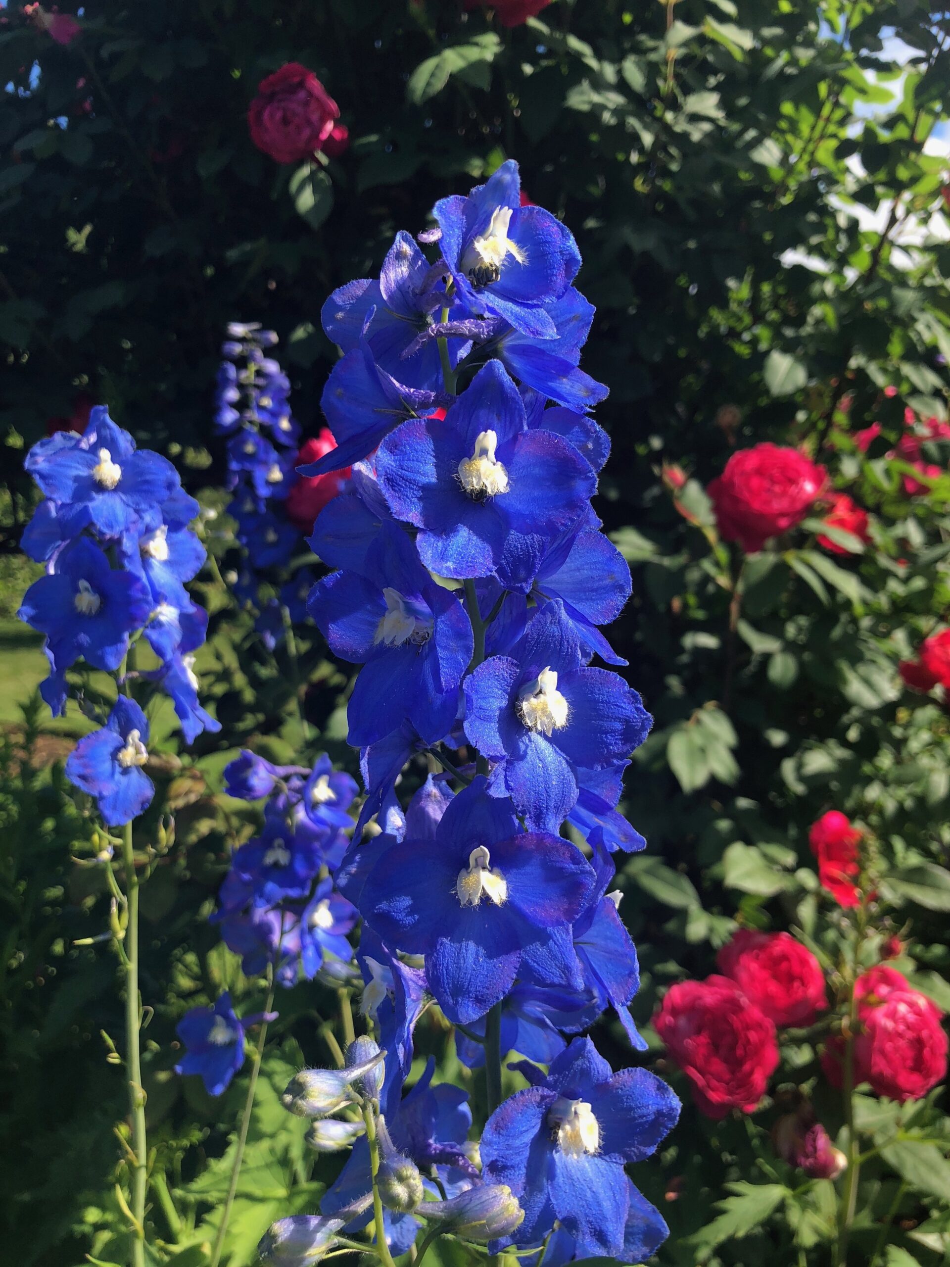 Tall green stems with clusters of royal blue flowers