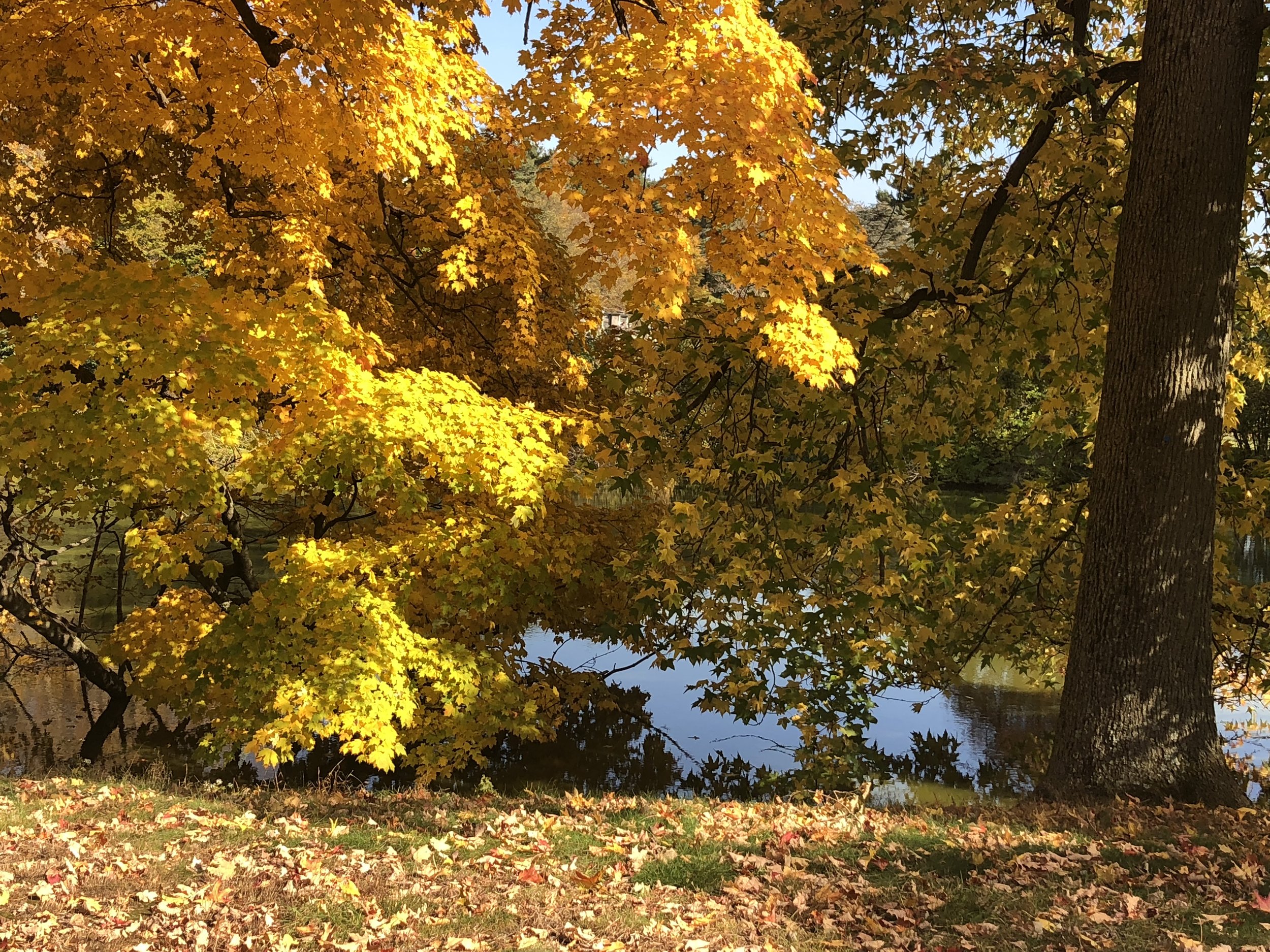 Tree with yellow leaves and leaves on the ground underneath