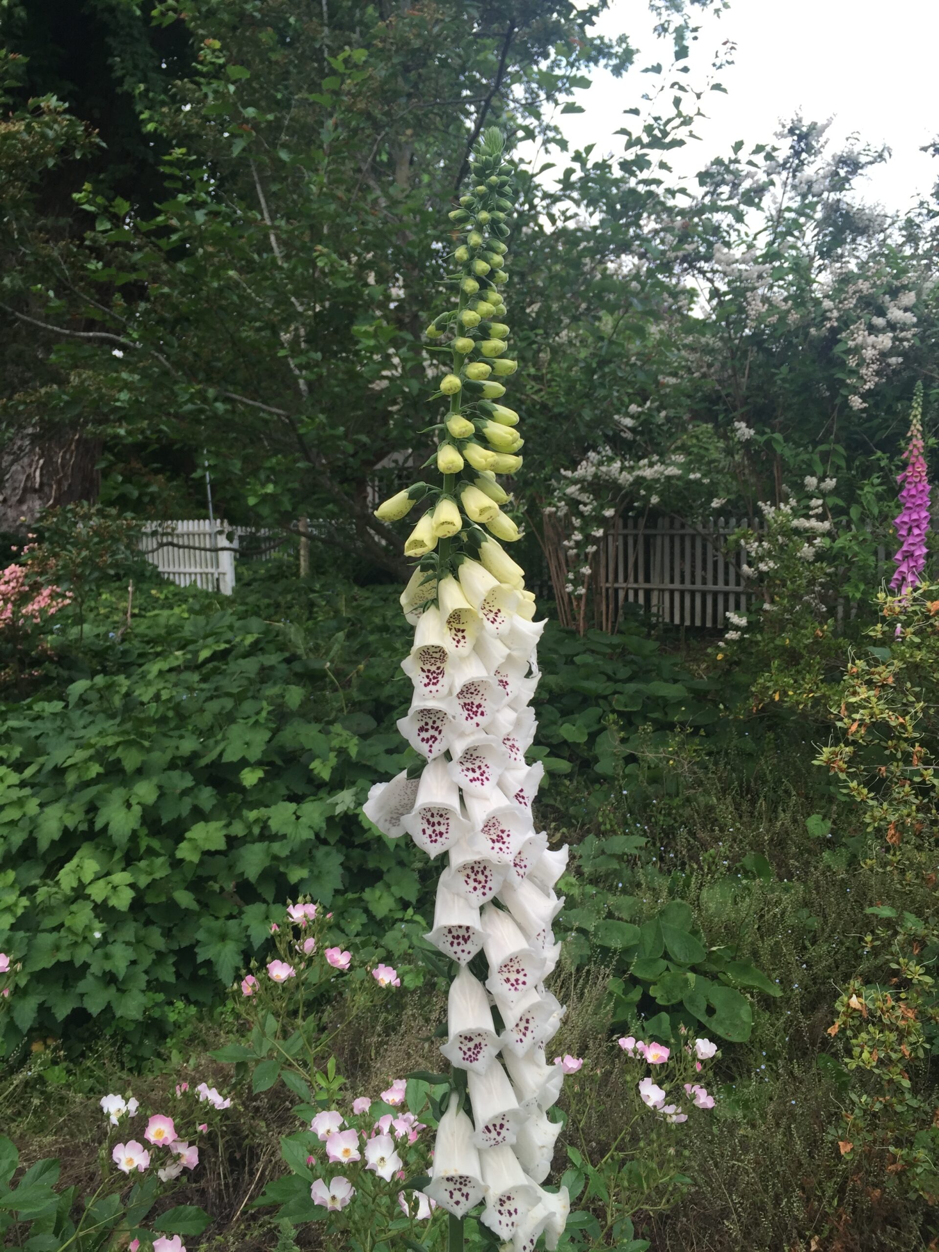 Stalk with bell-shaped white flowers