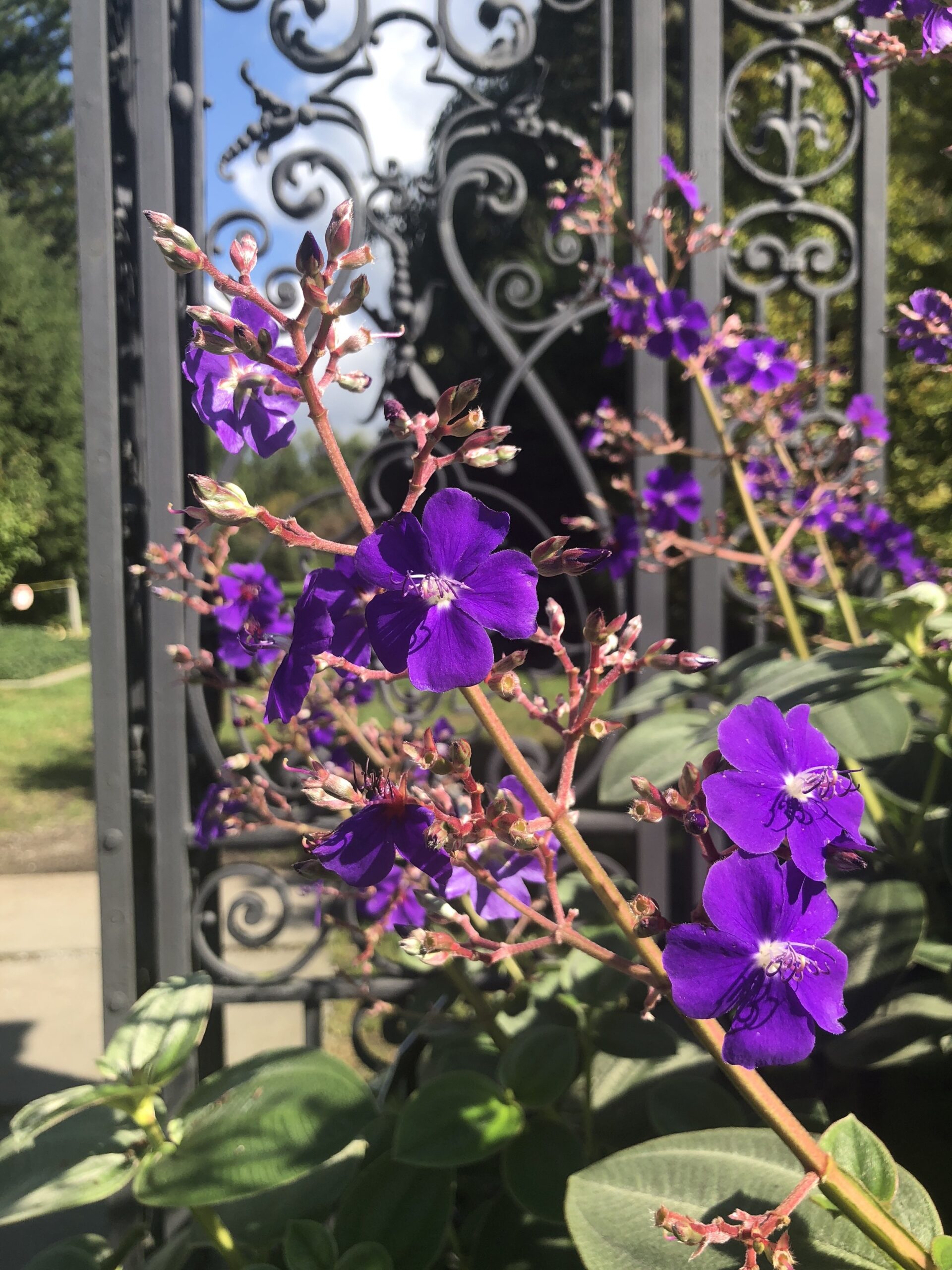 Purple flowers on a brown twig-like stem