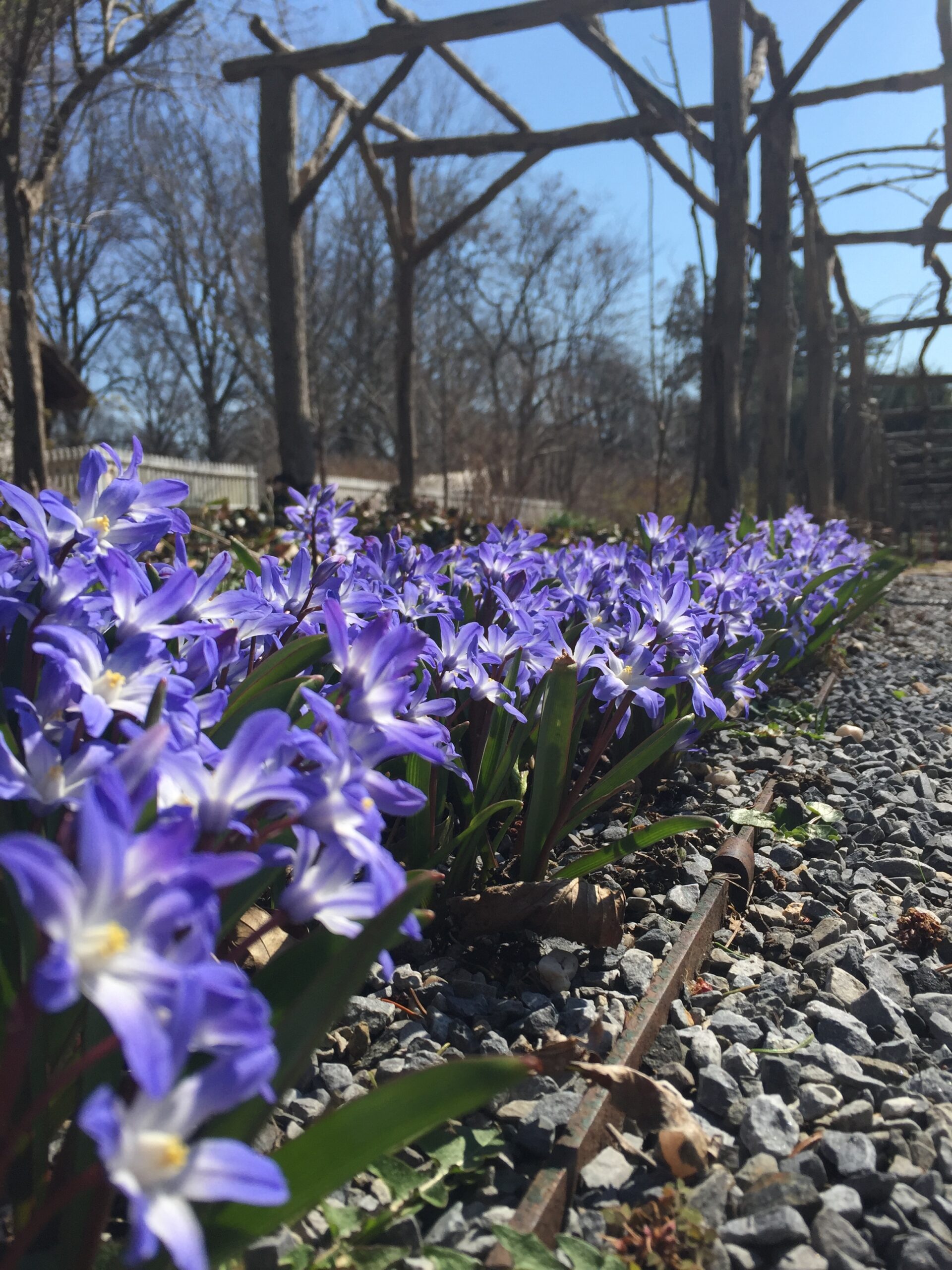 Row of small purple flowers lining a stone path