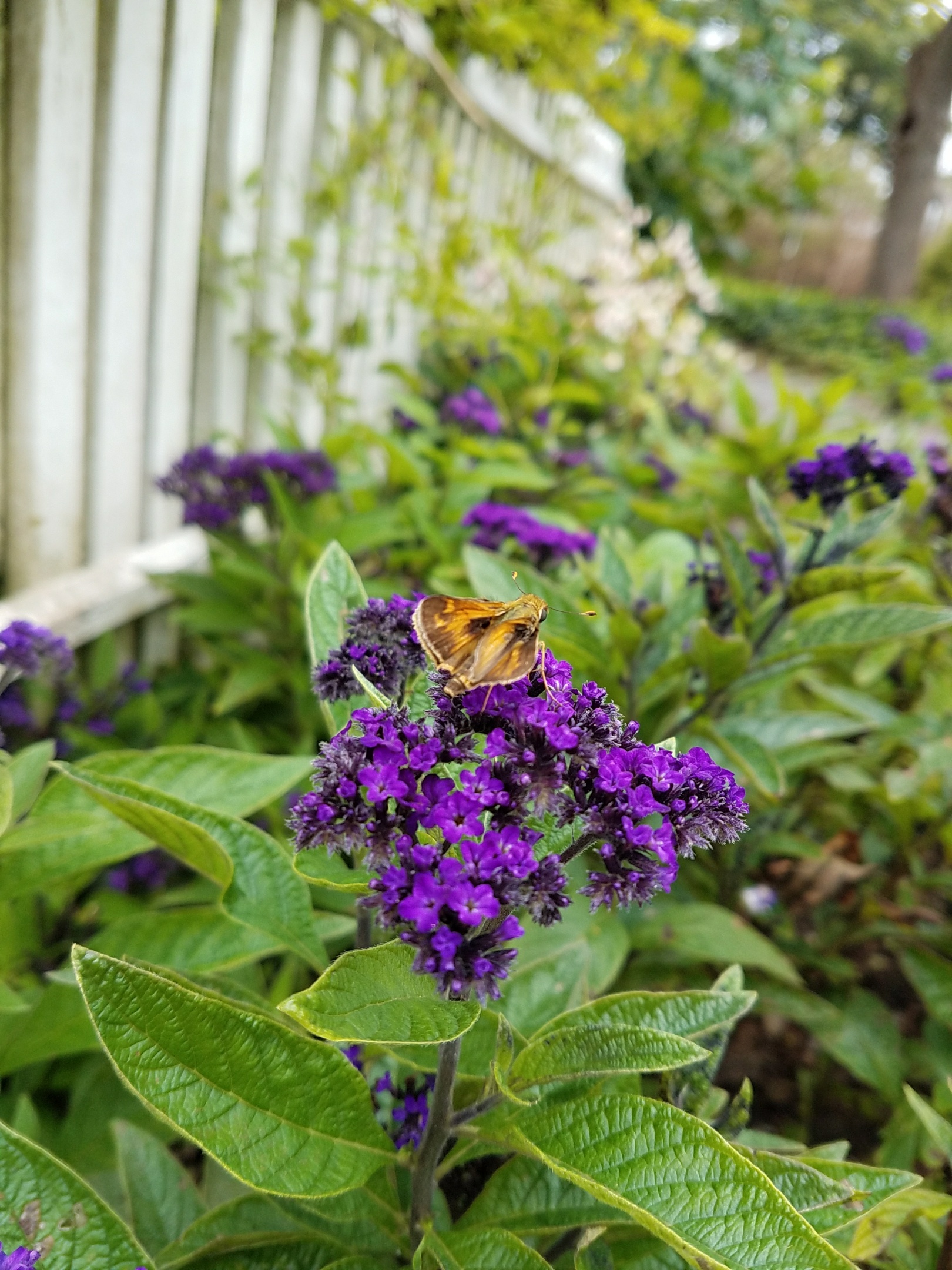 Closeup of small purple flowers with a brown moth on top