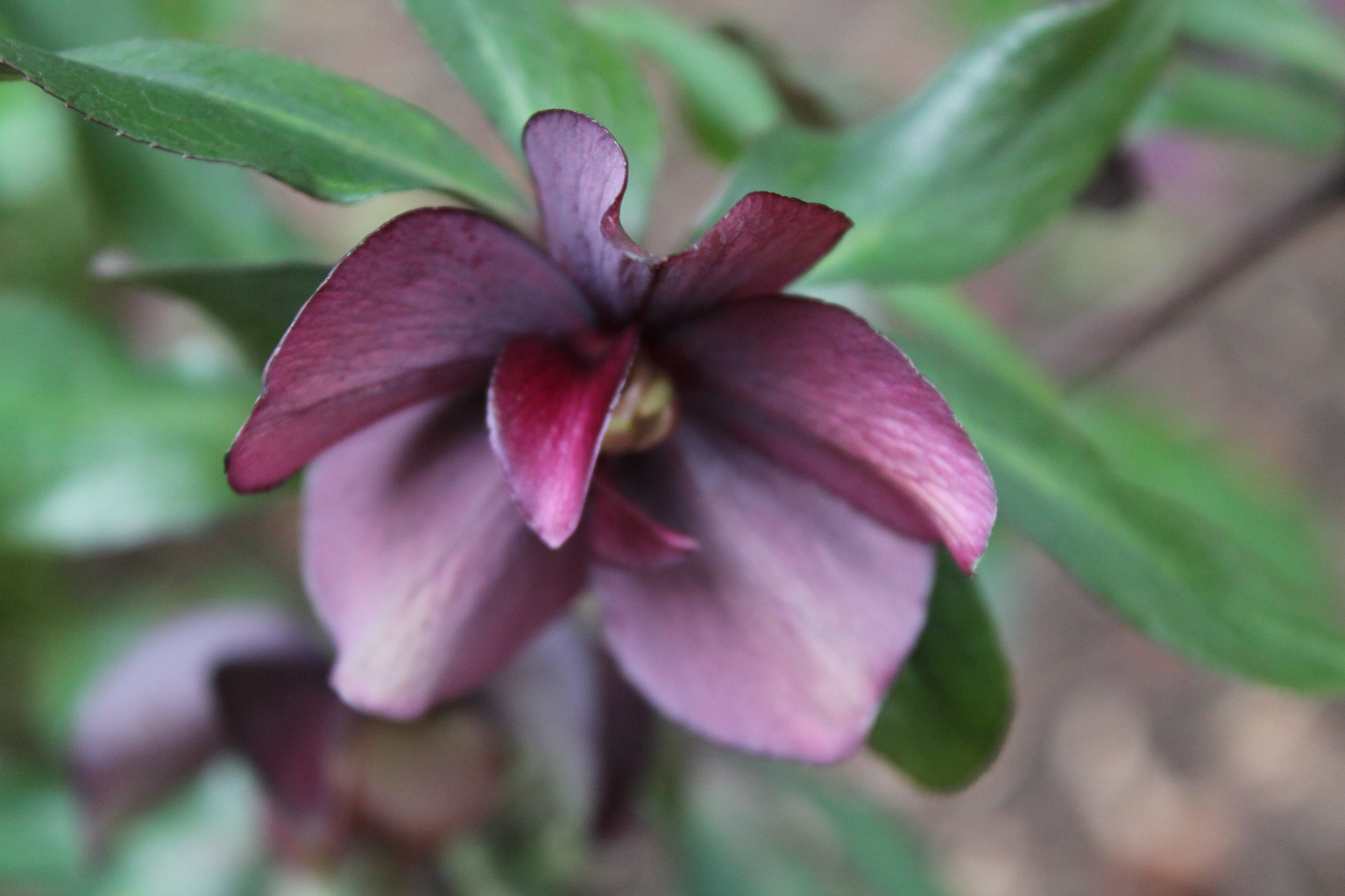 Closeup of dark purple flower