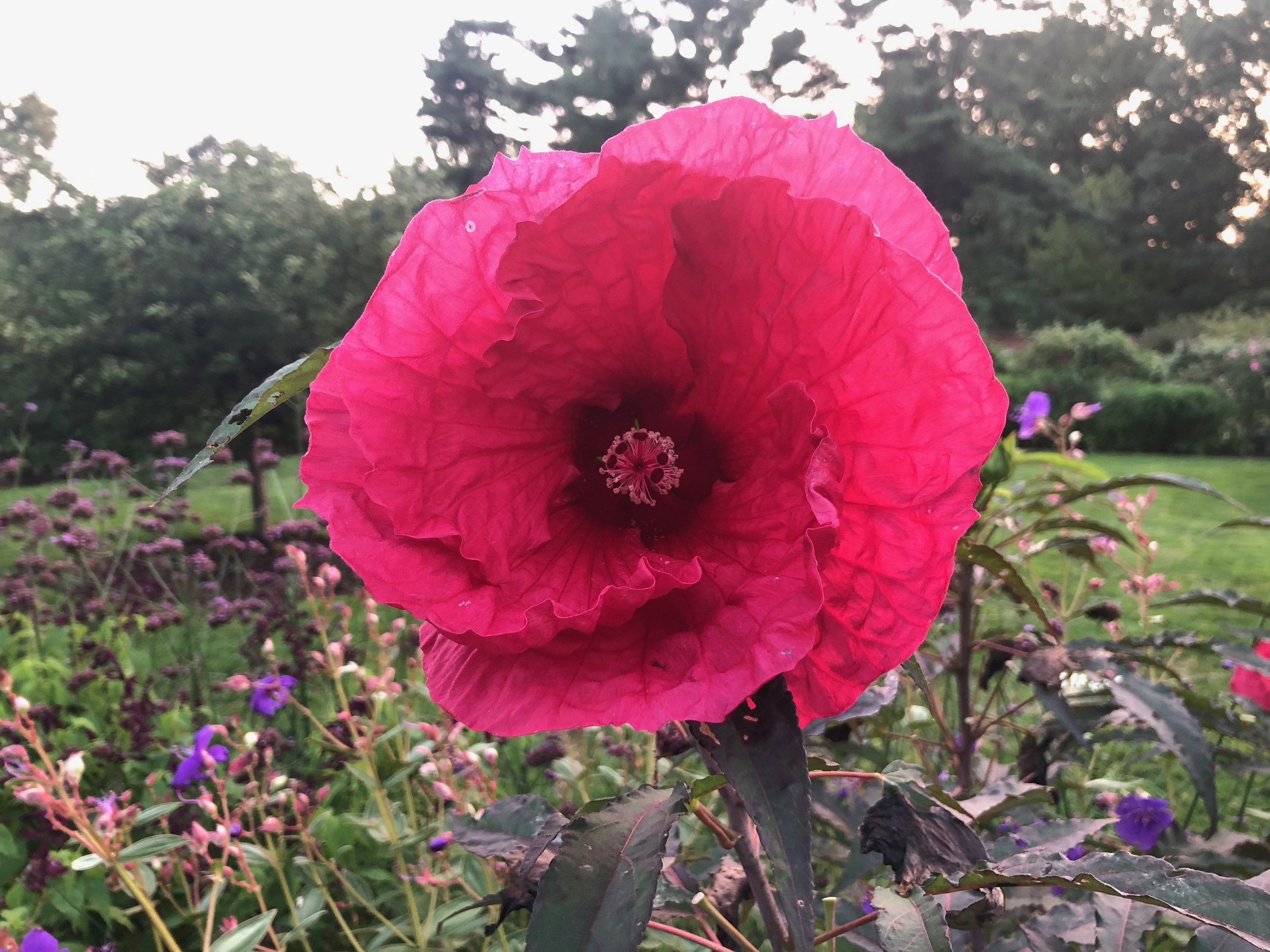 Bright pink flower with large open petals