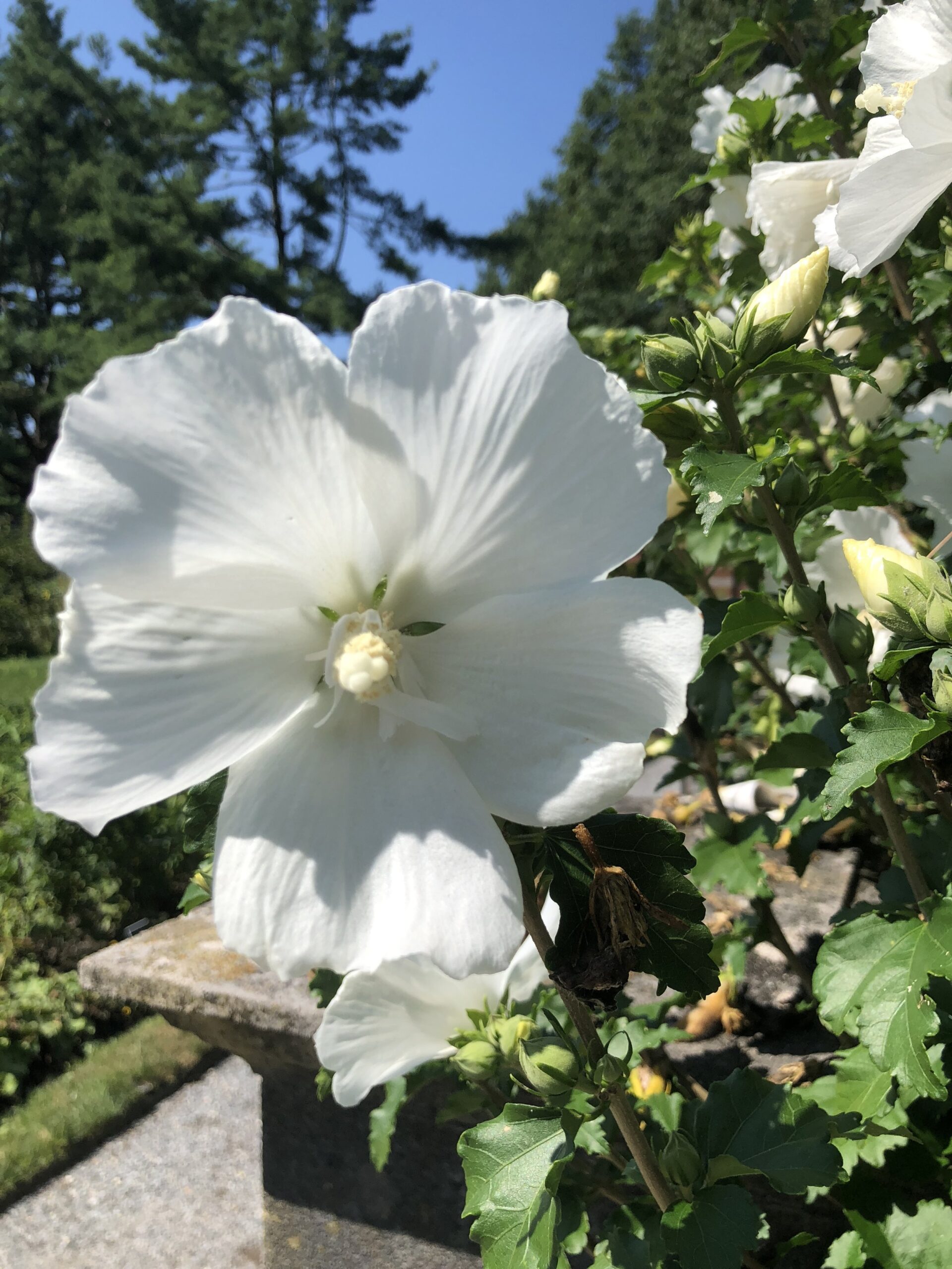 Close up of open white flower