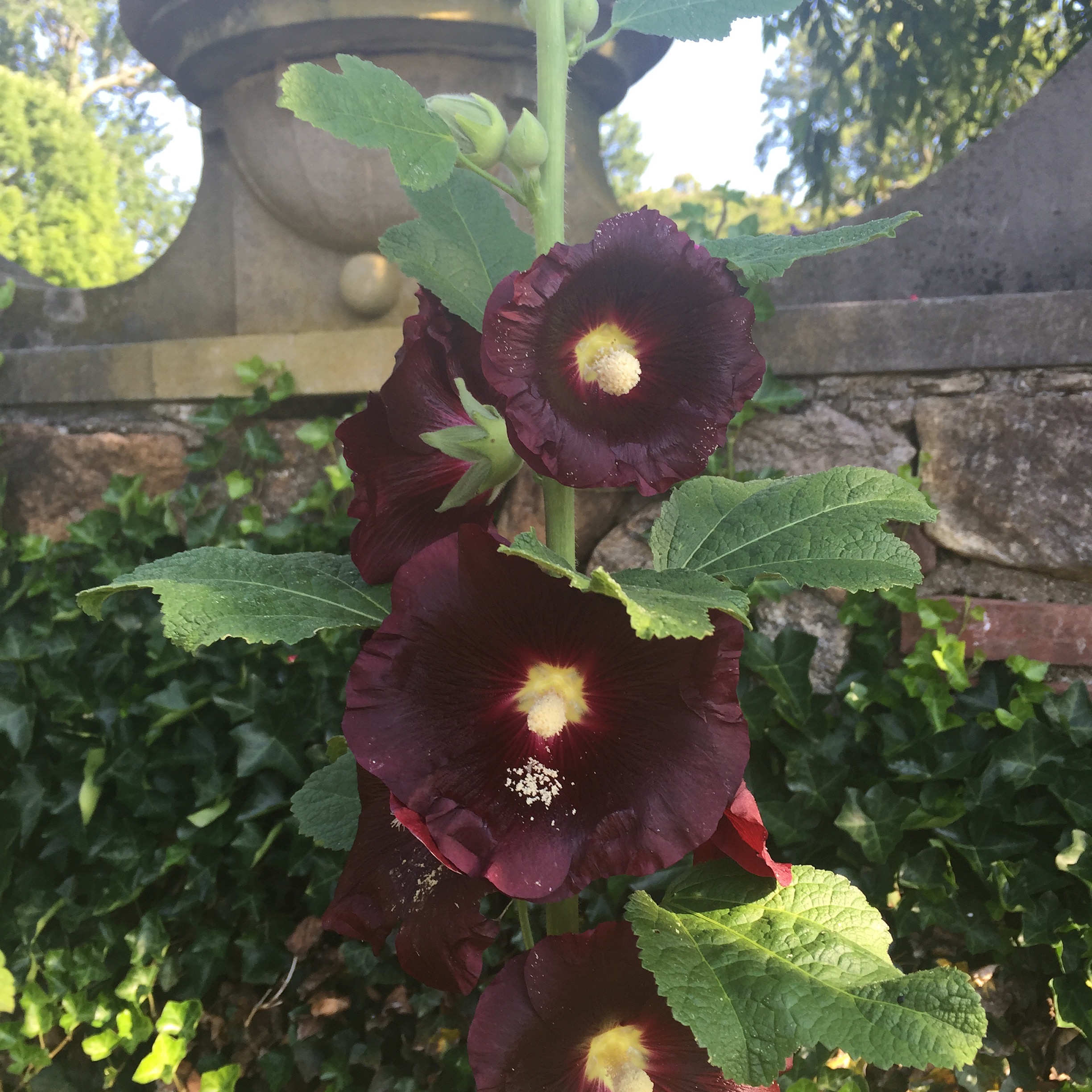 Dark maroon flowers on a tall green stalk