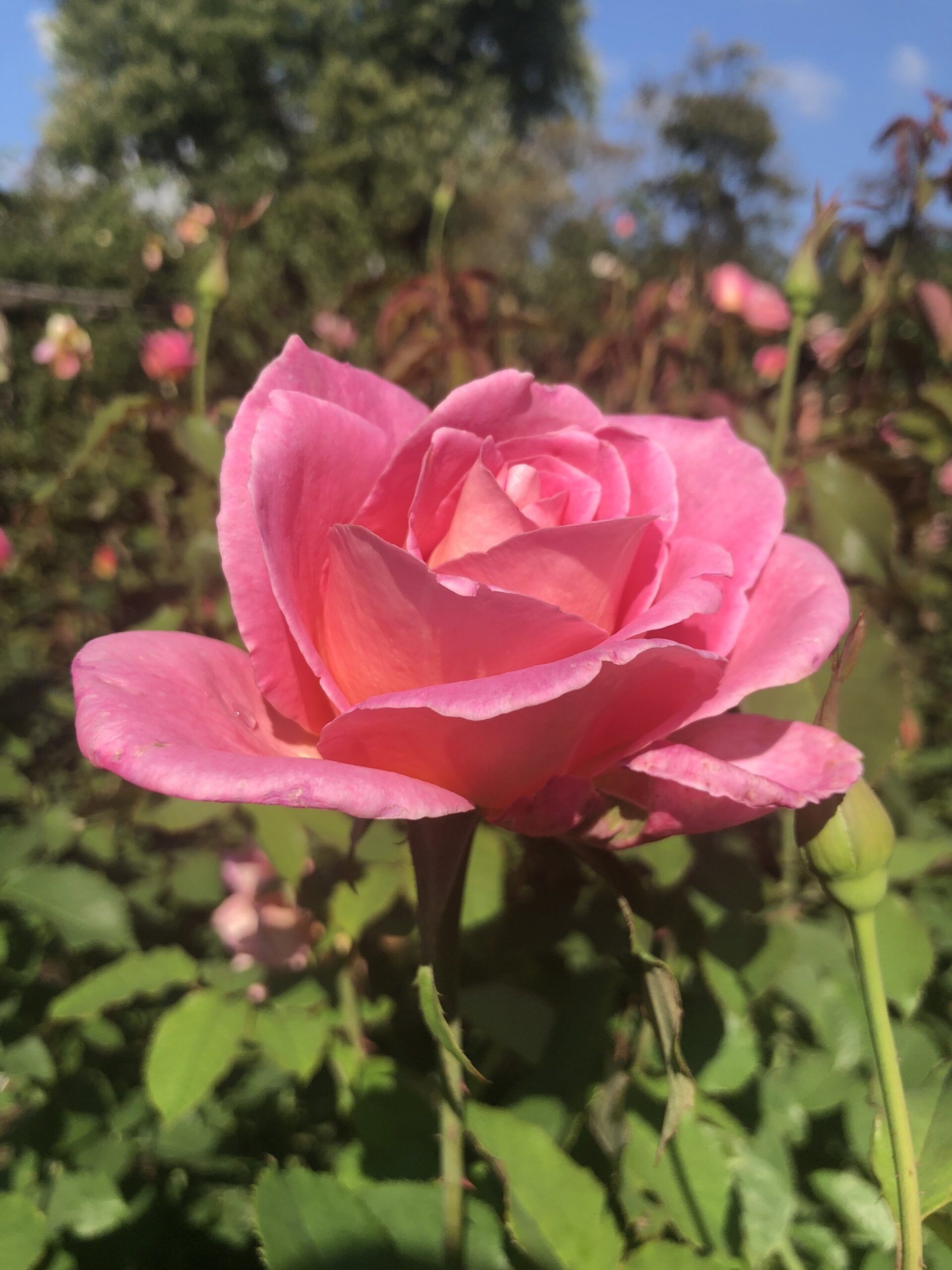 pink rose upturned and open towards the sky