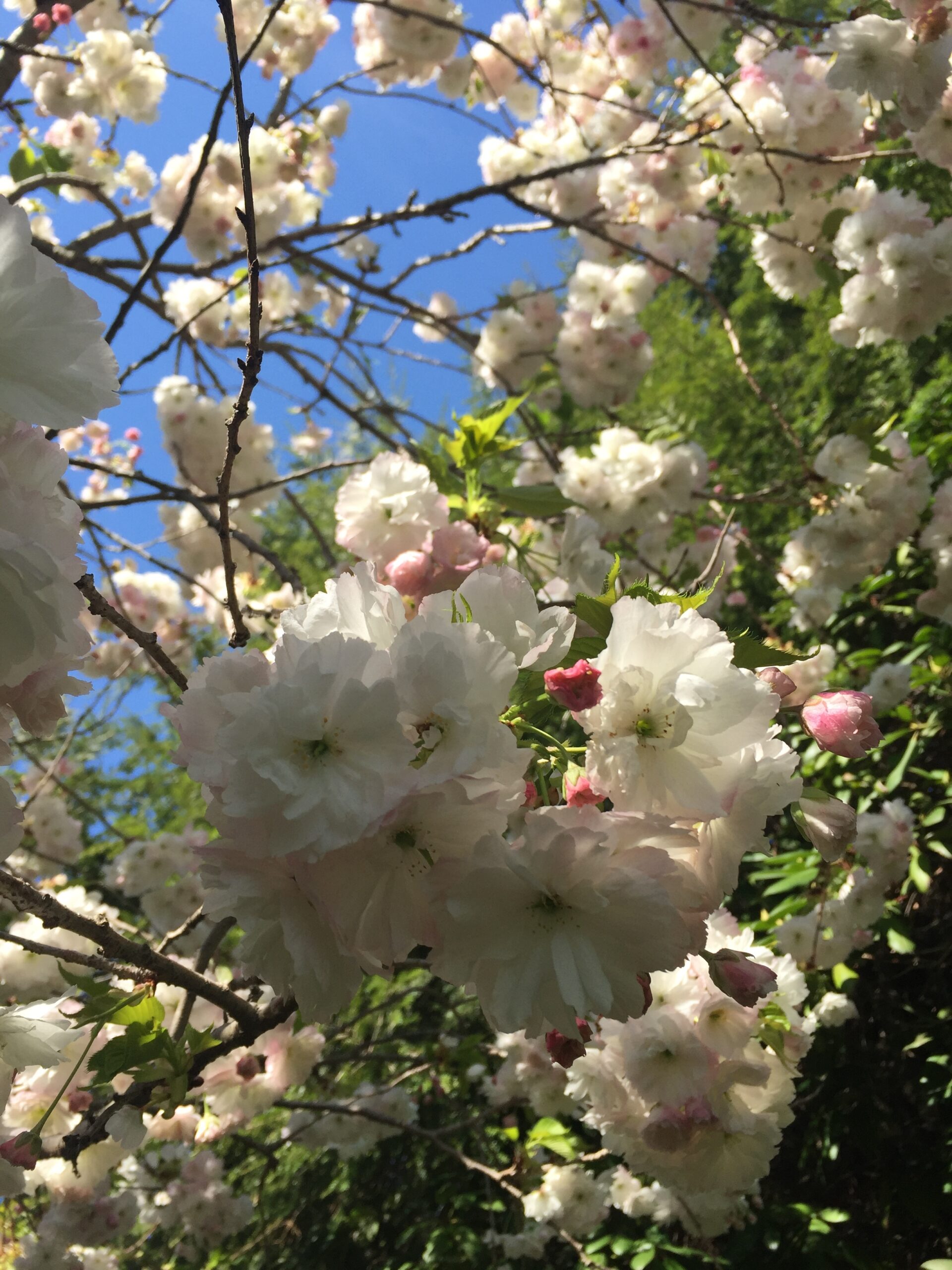 Clusters of small white and pink flowers blooming on tree branches