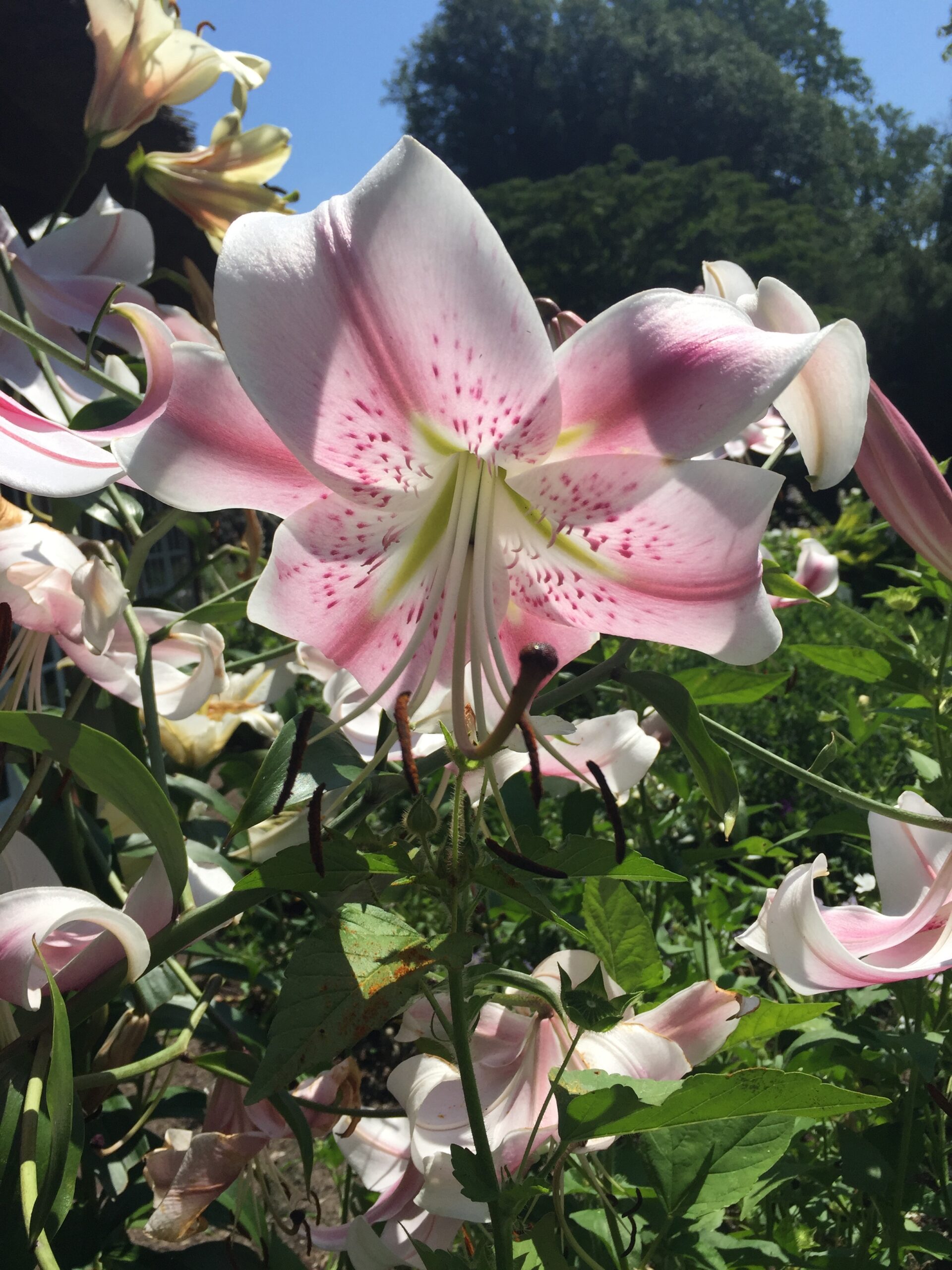 Light pink and white flower