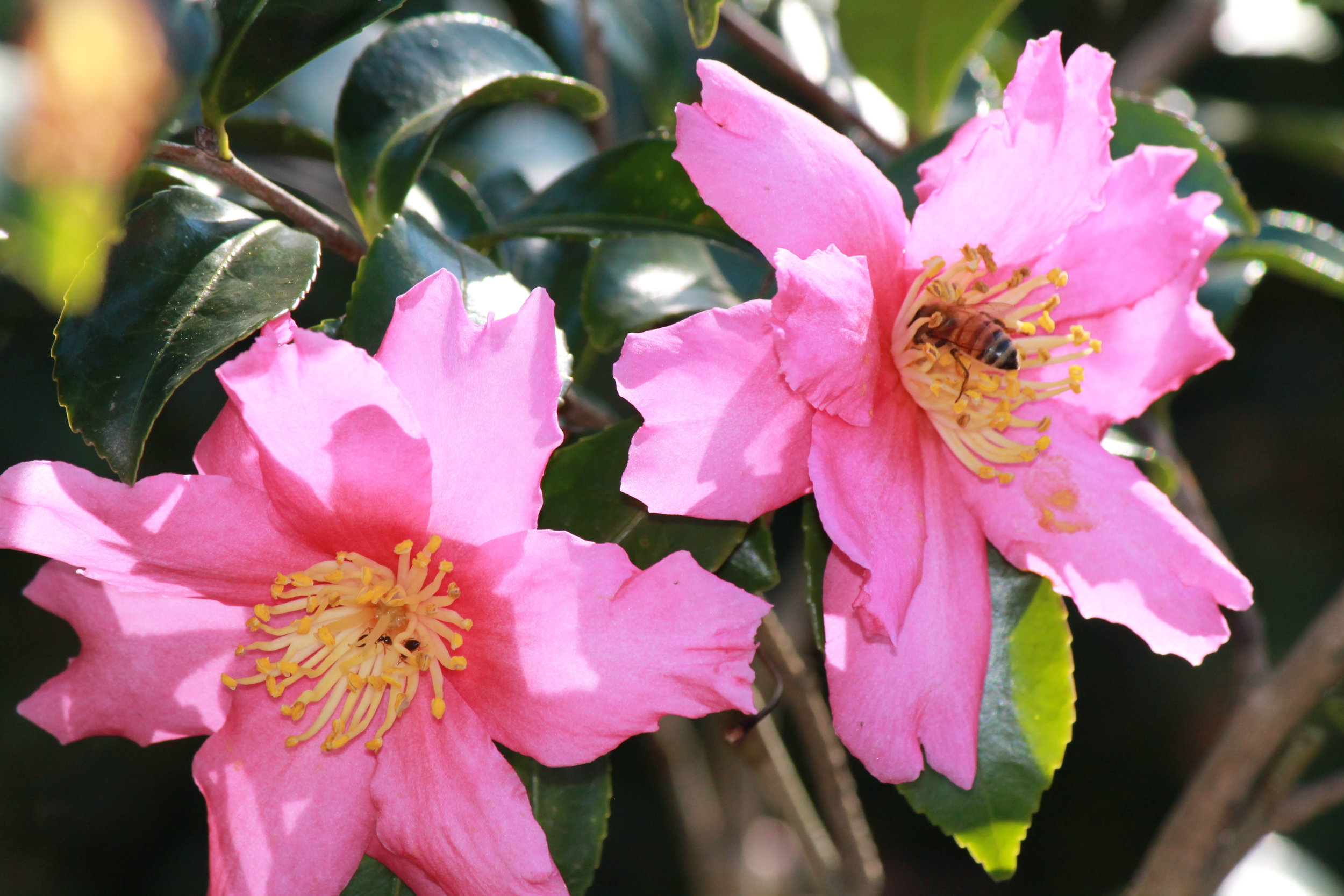Two pink flowers with yellow centers and a bee in the center of one