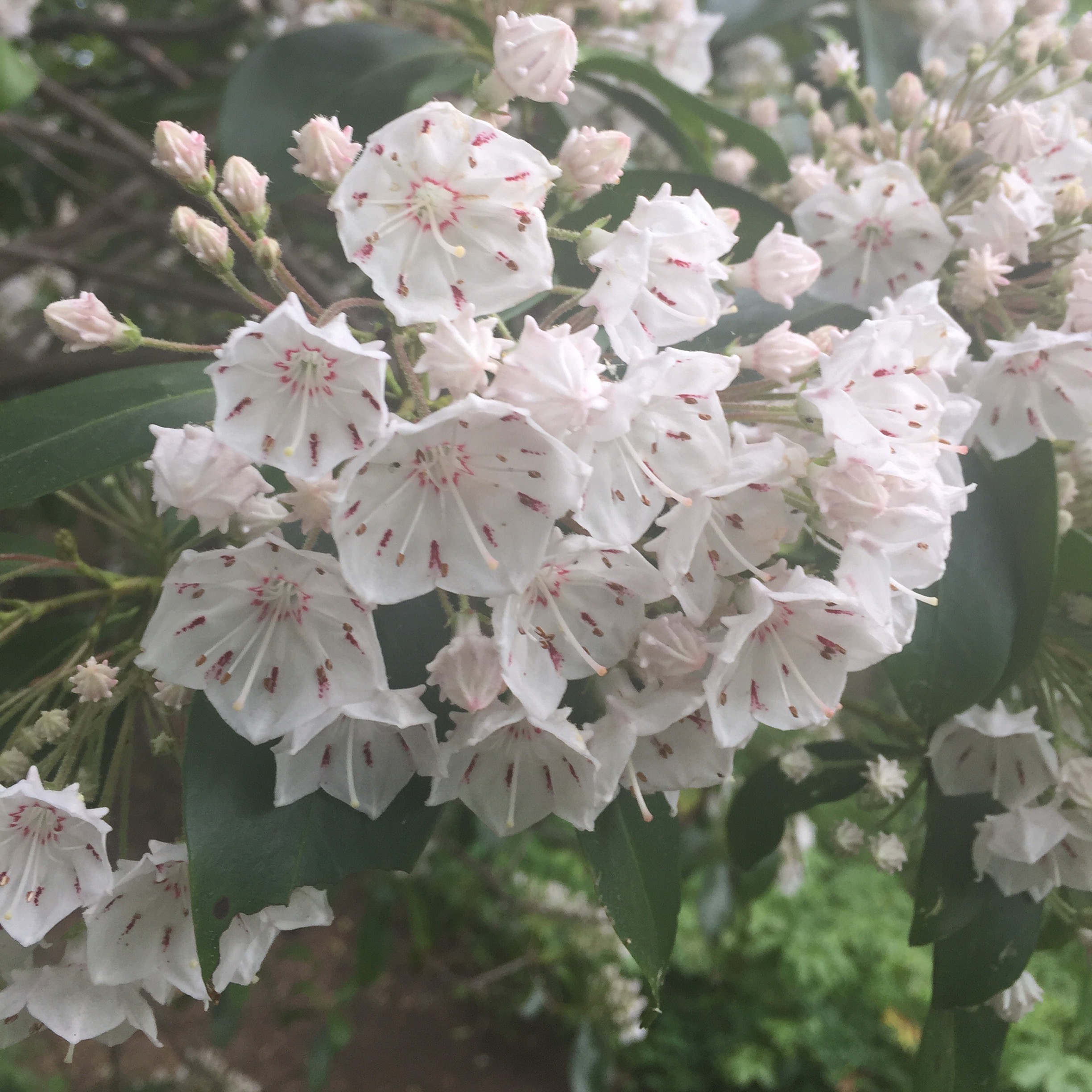 White flowers with pink markings clustered on a bush
