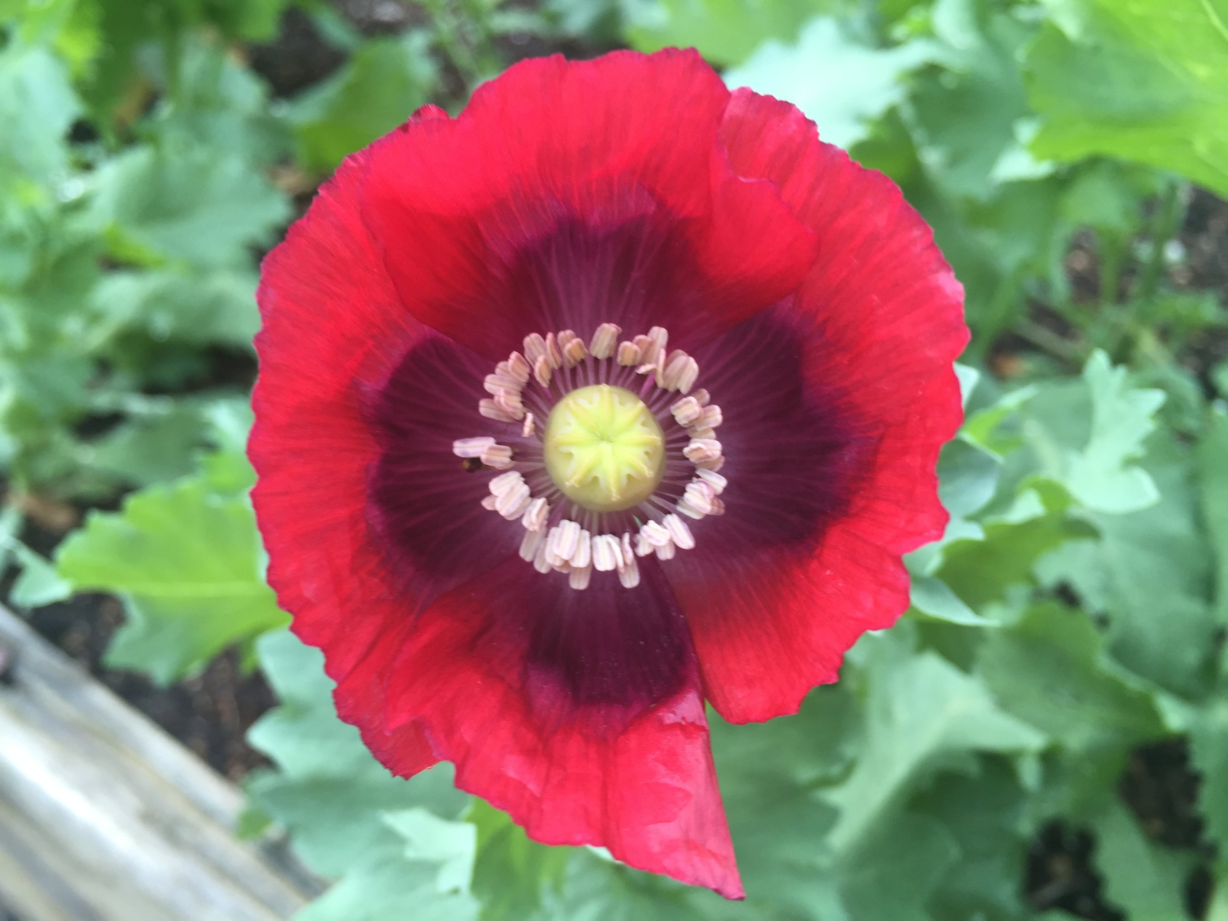 Red poppy flower with yellow center