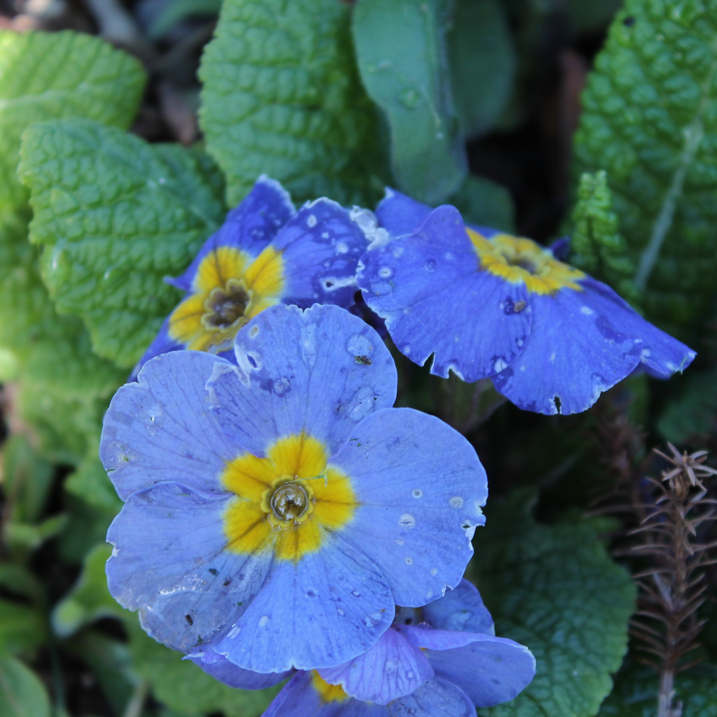 Small violet flowers with yellow centers