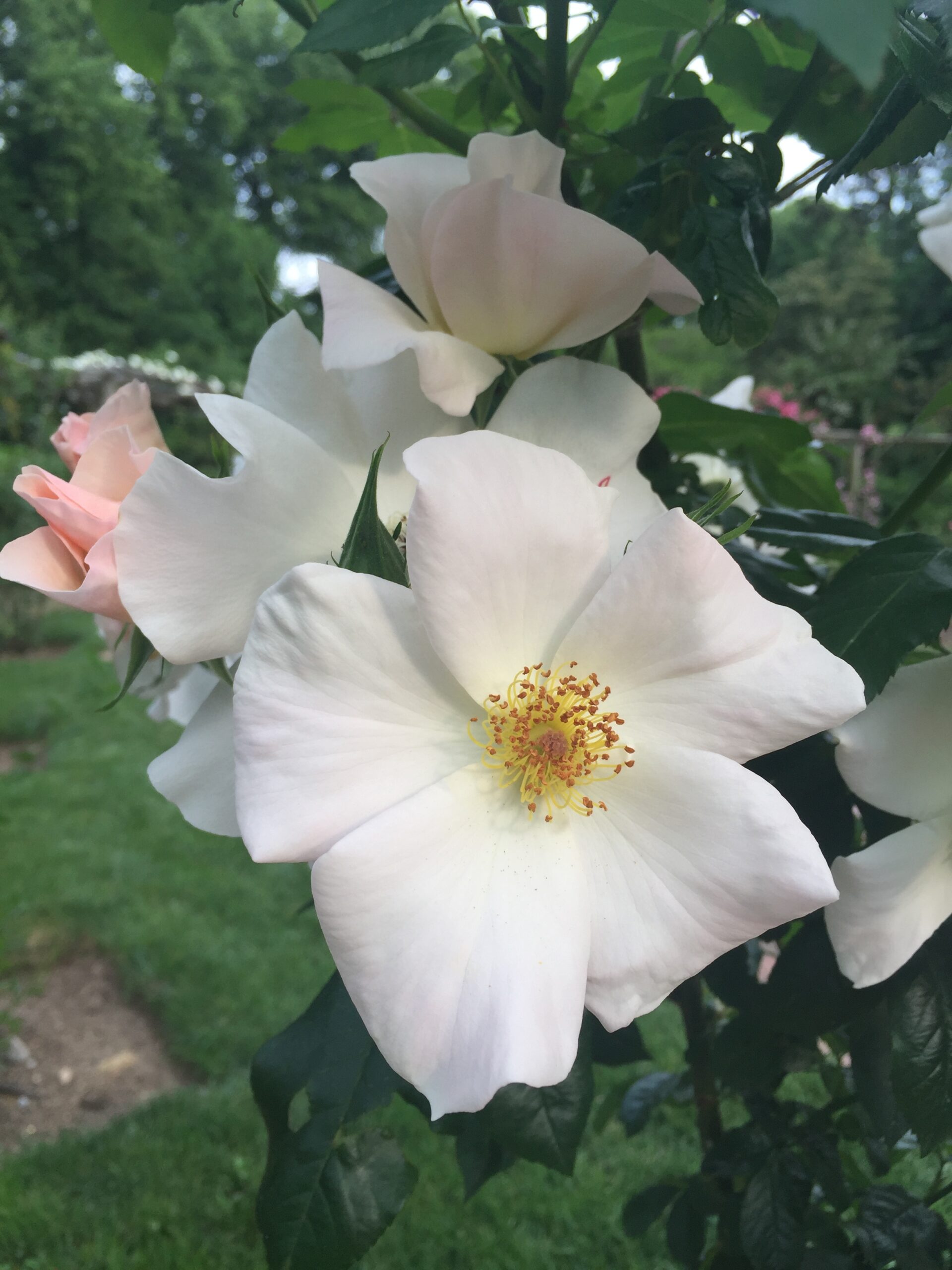 White flower on bush