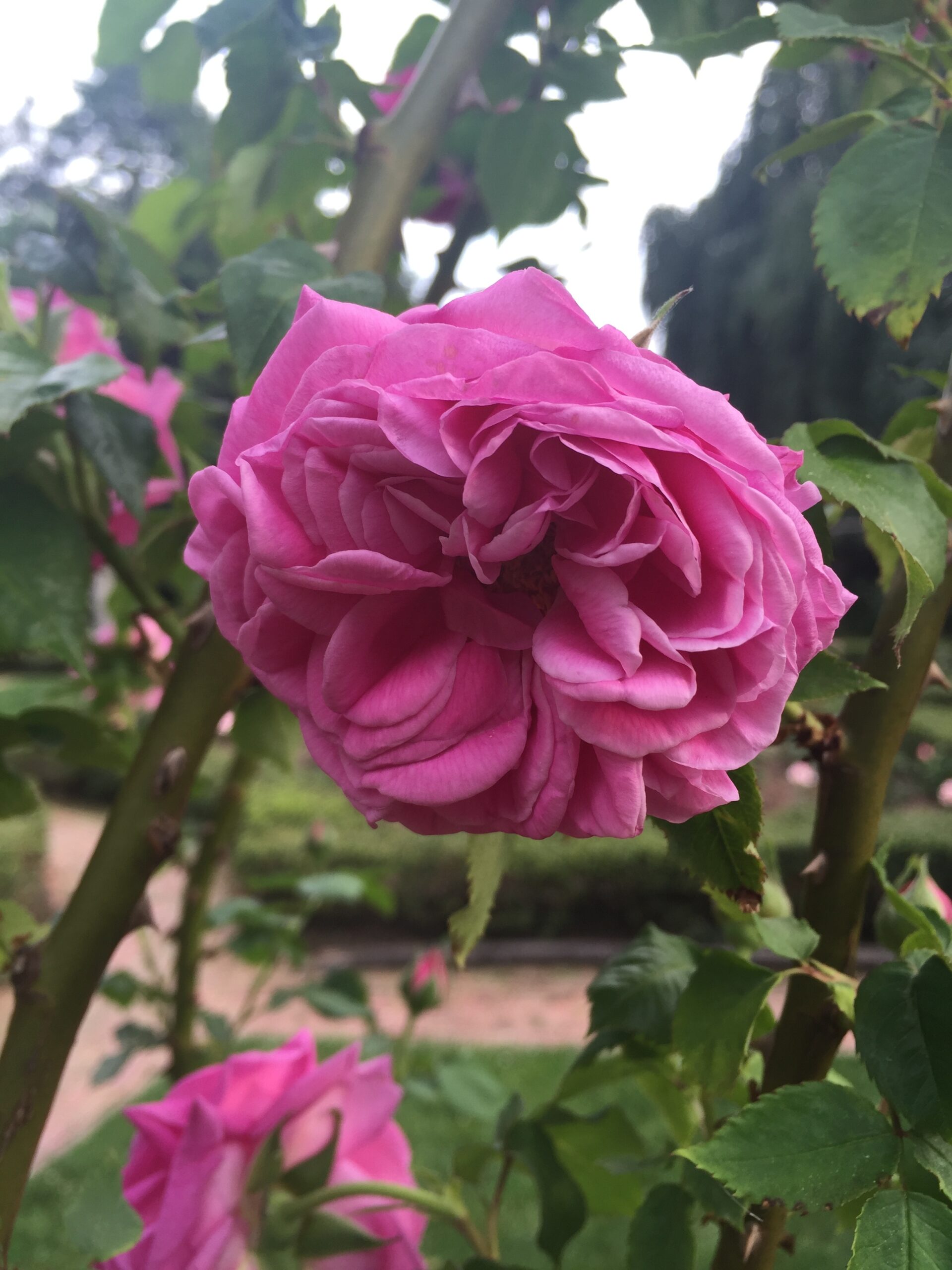 Pink Rose on bush