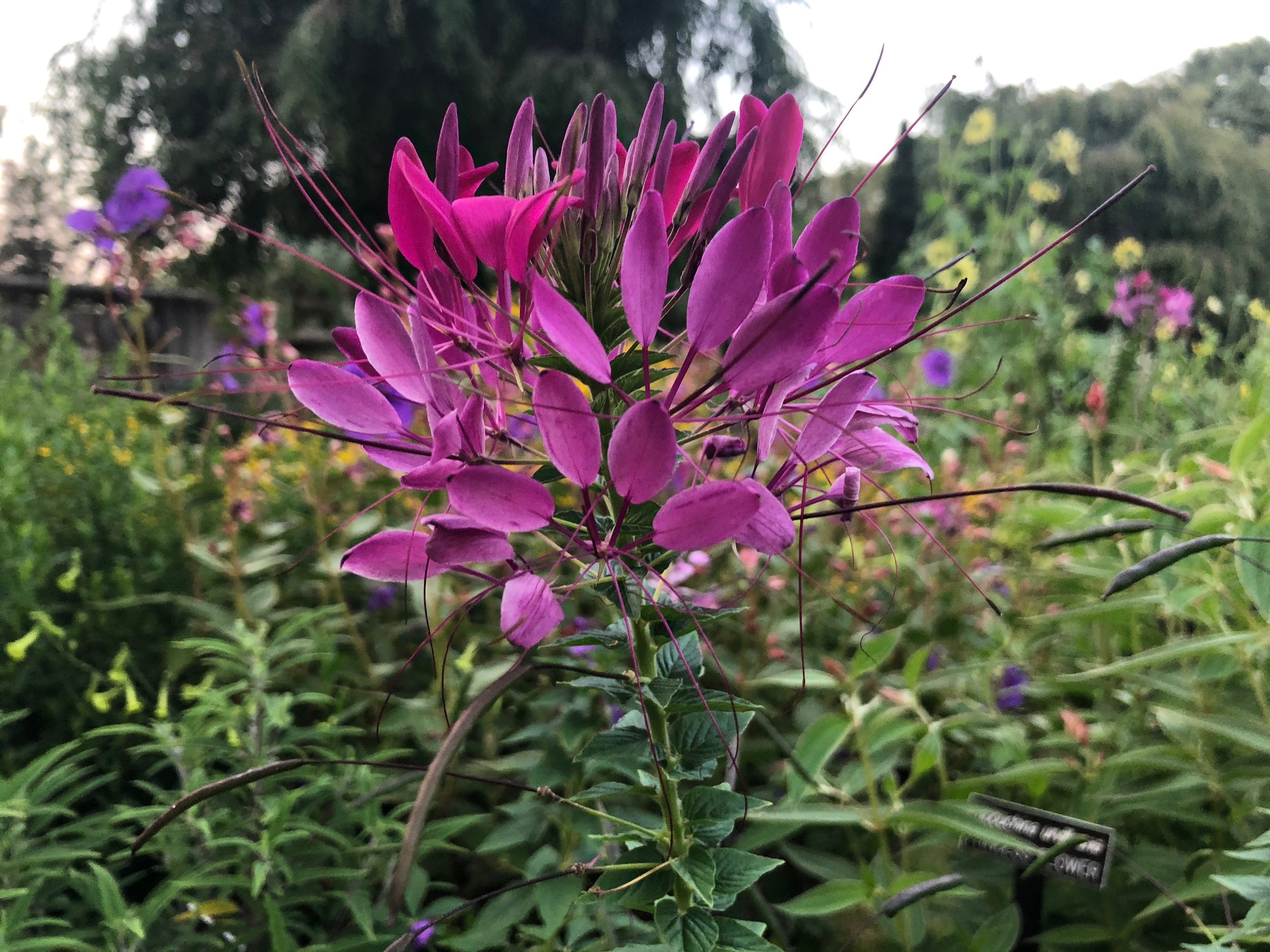 Fuschia flower with spiky petals and green pods