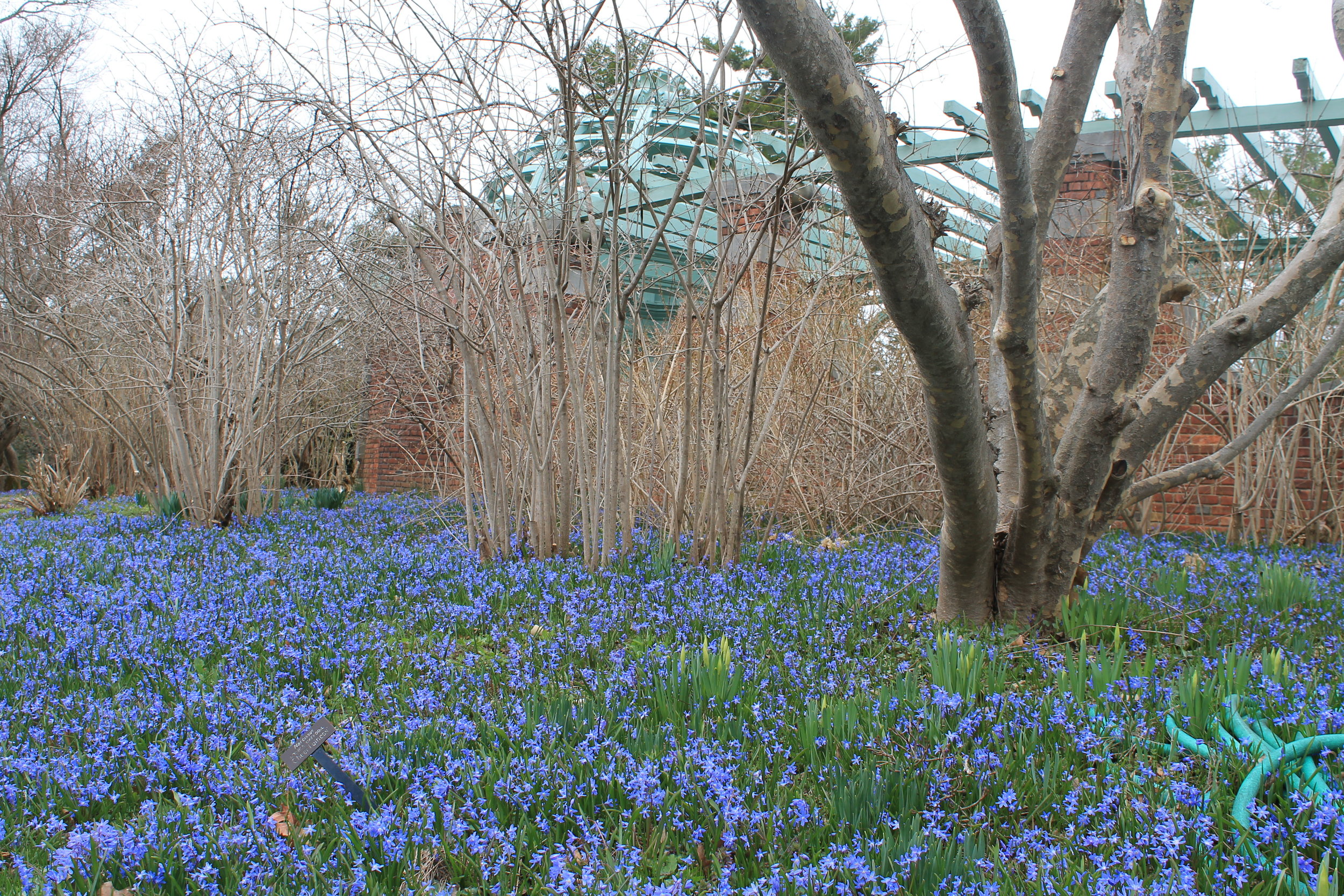 Field of small violet flowers stretching across