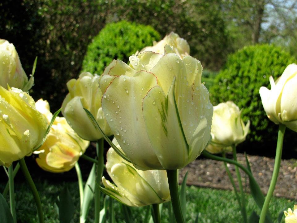 Closeup of yellow tulip flowers