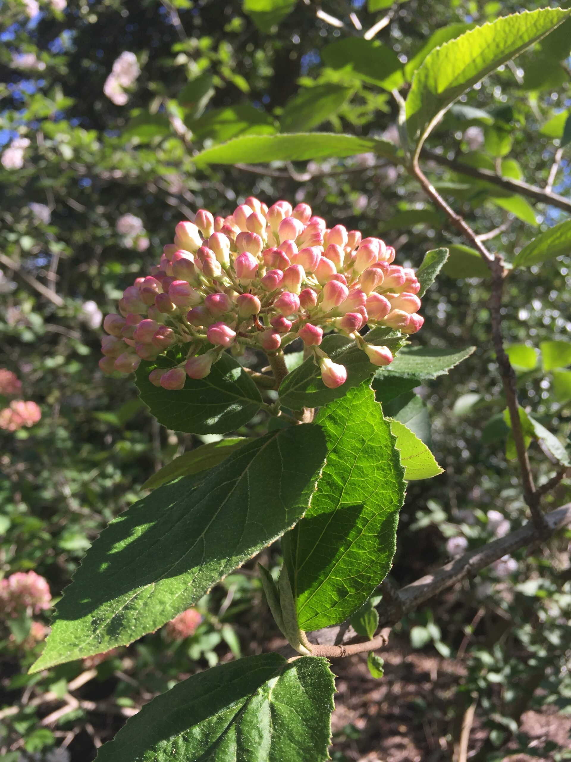 Flower with pink pods