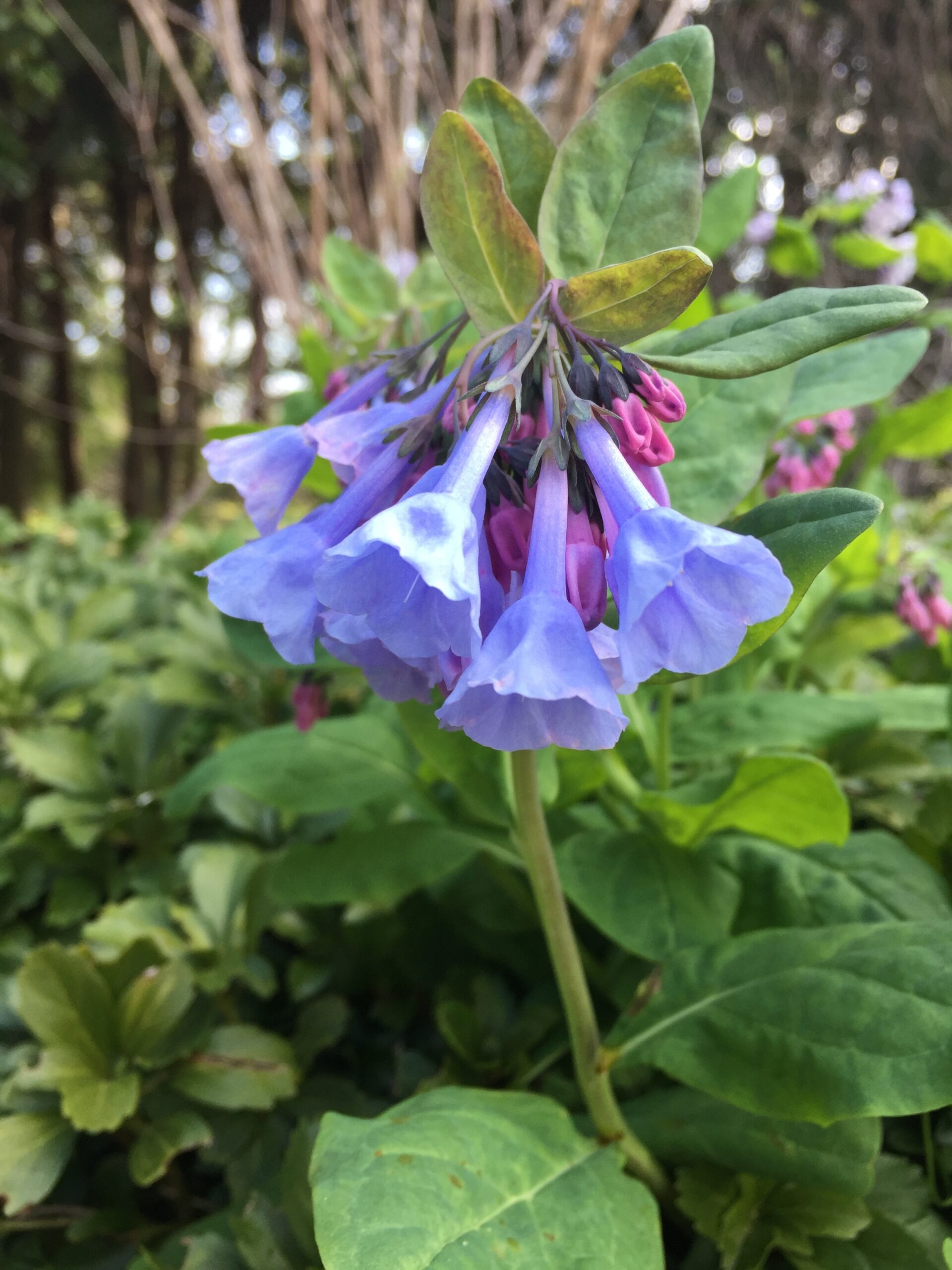 Violet bell-shaped flowers hanging down off a stem
