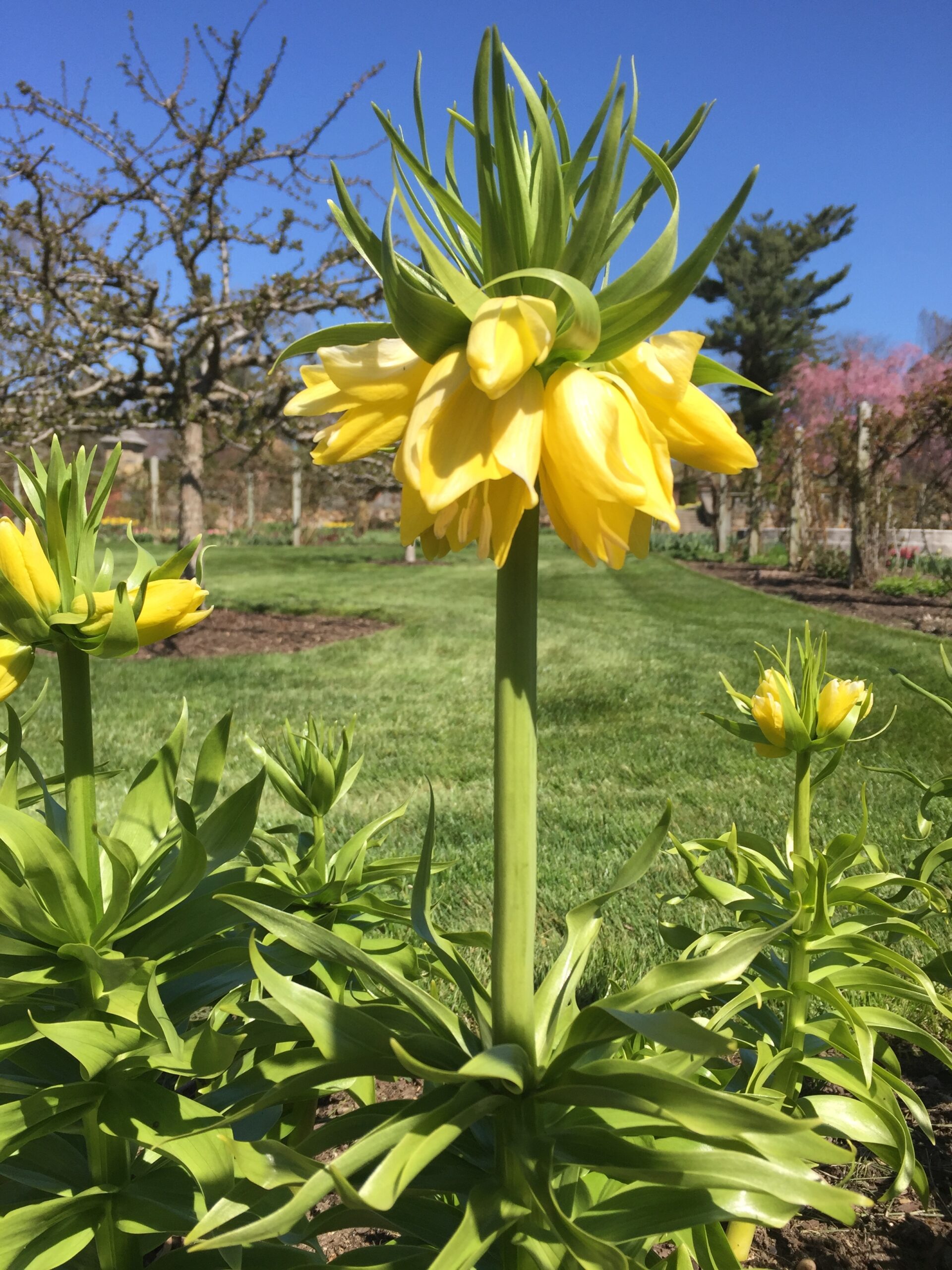Yellow flower on a strong stem and green leaves sticking out the top