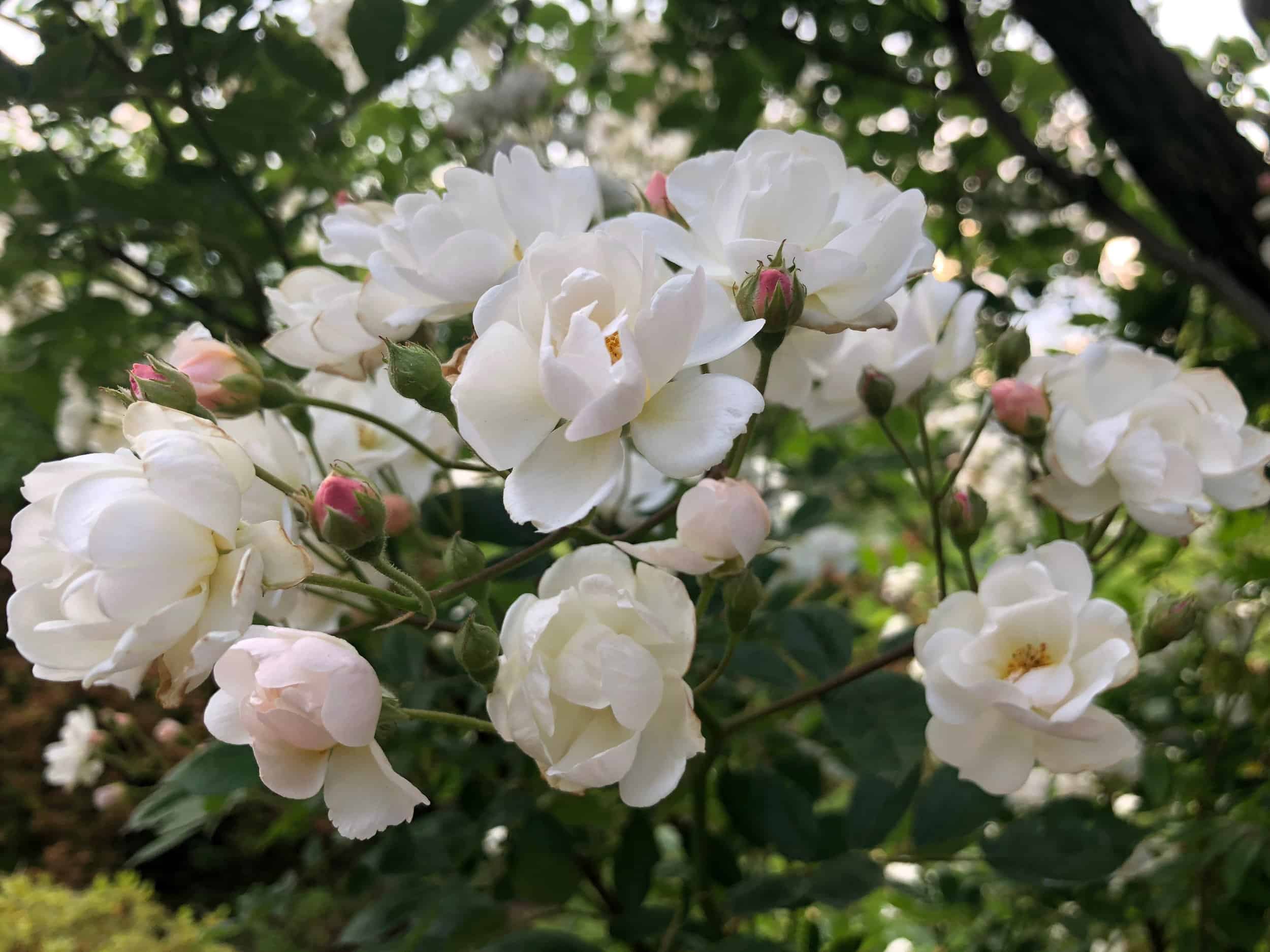 Light pink roses